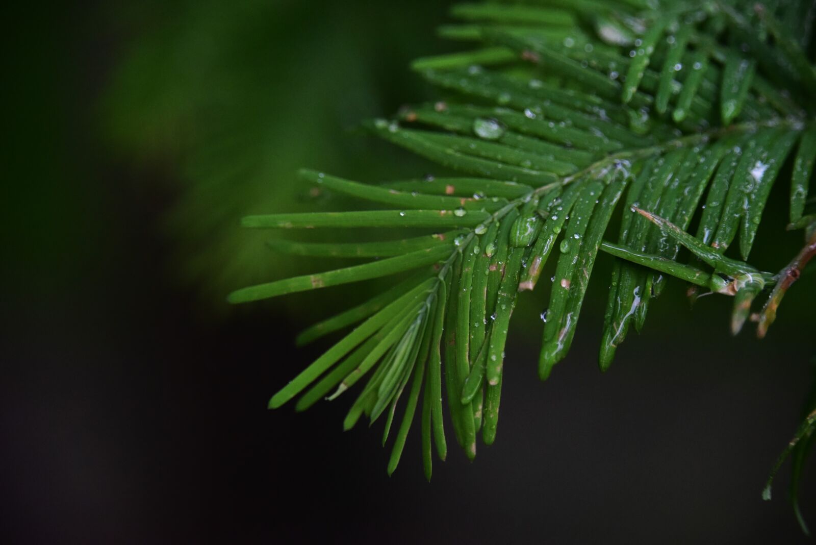 Nikon D810 sample photo. Eye, green, leaf, plant photography