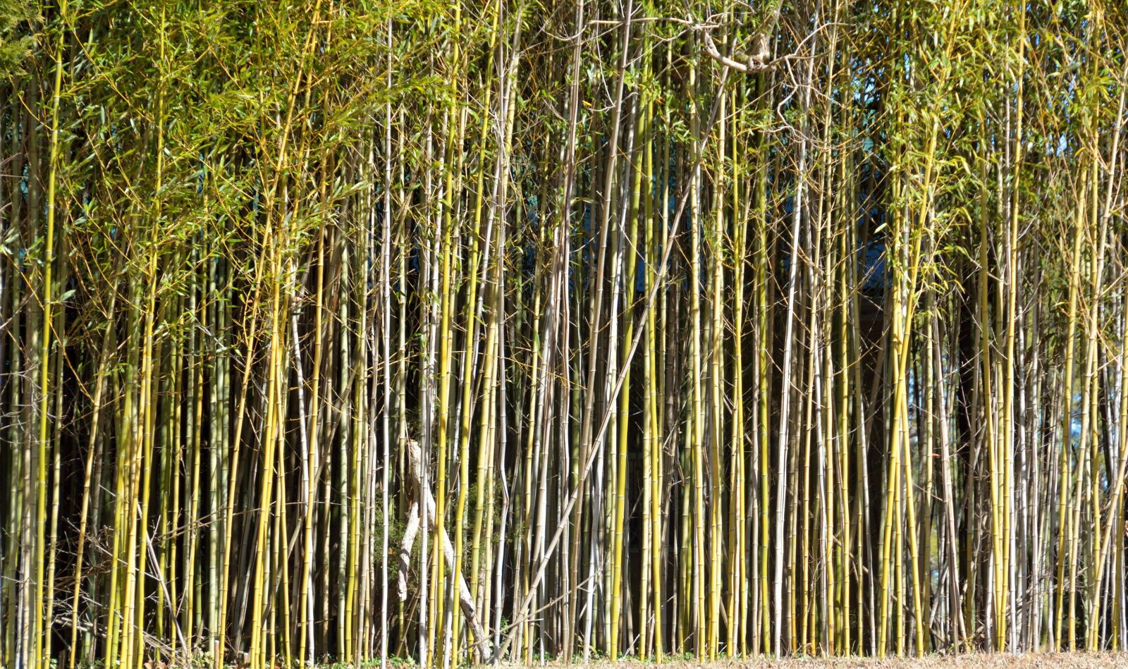 Nikon D7000 sample photo. Bamboo trees, background, bamboo photography