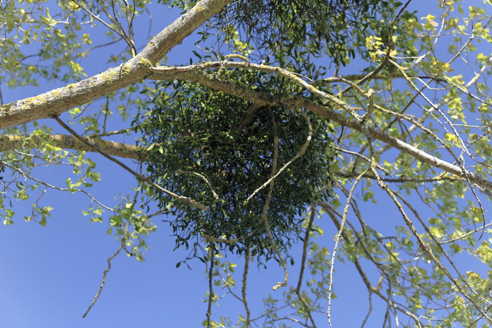 Canon EOS 7D sample photo. Tree, branch, nature photography