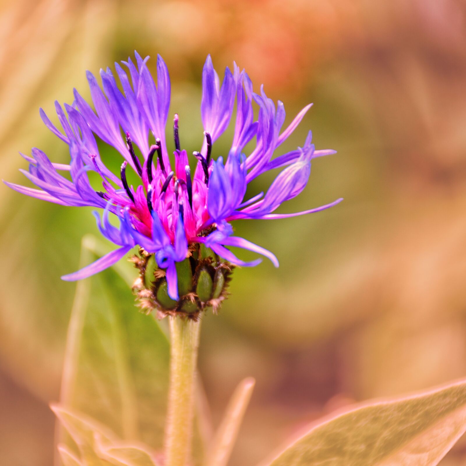 Nikon D5500 sample photo. Cornflower, nature, plant photography