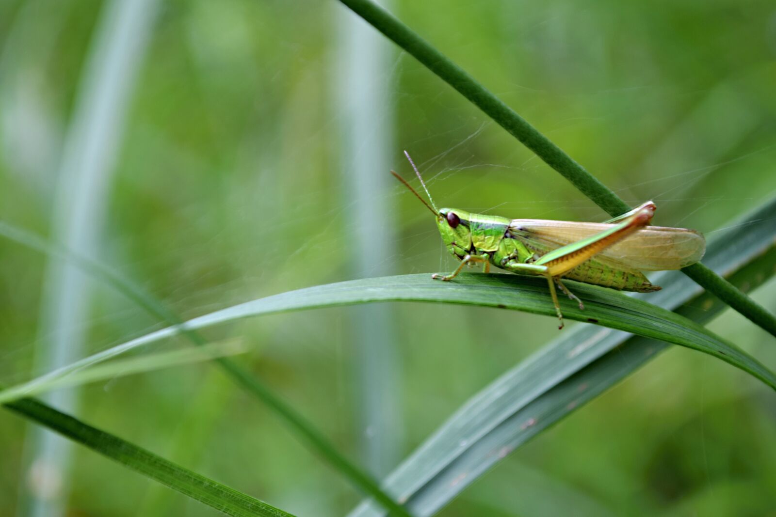 Nikon D5300 sample photo. Insects, nature, grass photography