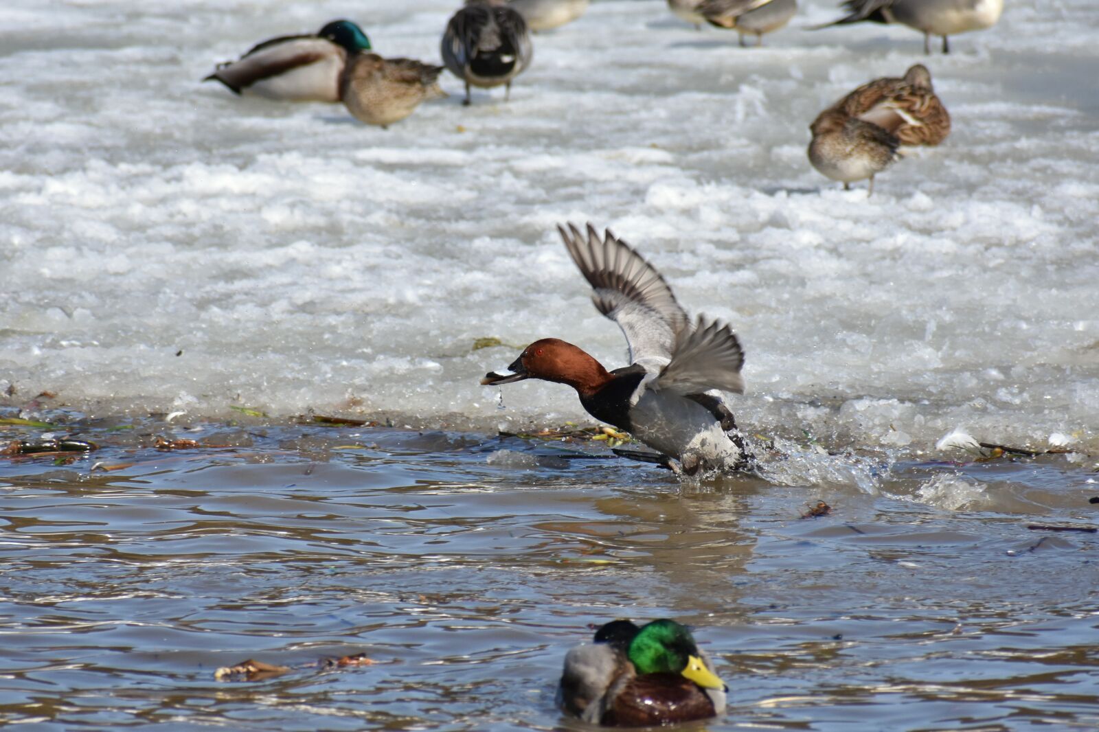 Nikon D7200 sample photo. Animal, lake, waterside photography