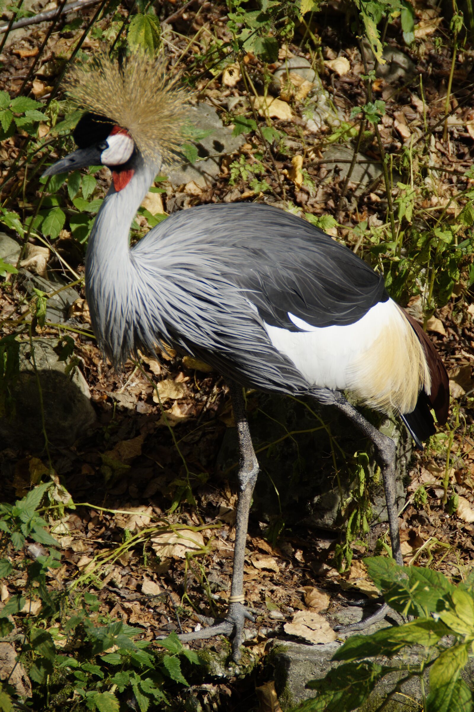Sony SLT-A58 sample photo. Crane, grey crowned crane photography