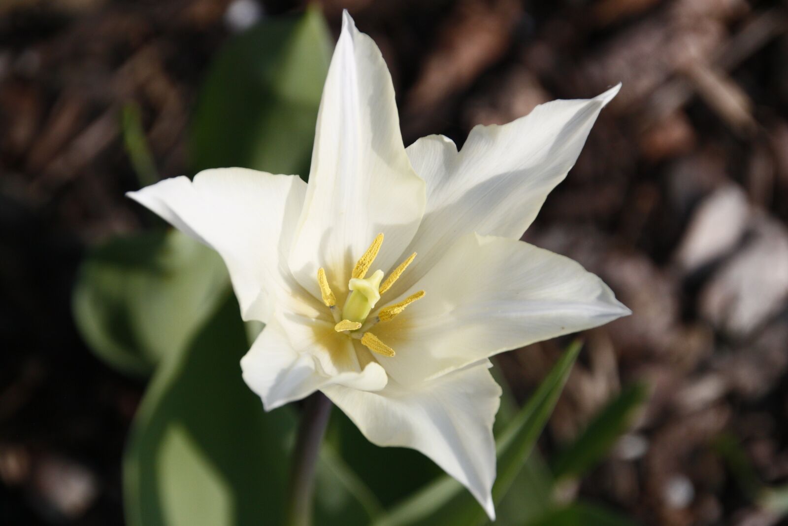 Canon EOS 500D (EOS Rebel T1i / EOS Kiss X3) sample photo. Tulip, flower, white photography
