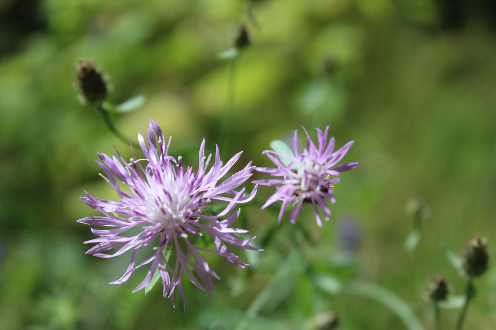 Canon EOS 1200D (EOS Rebel T5 / EOS Kiss X70 / EOS Hi) sample photo. Nature, flower, summer photography