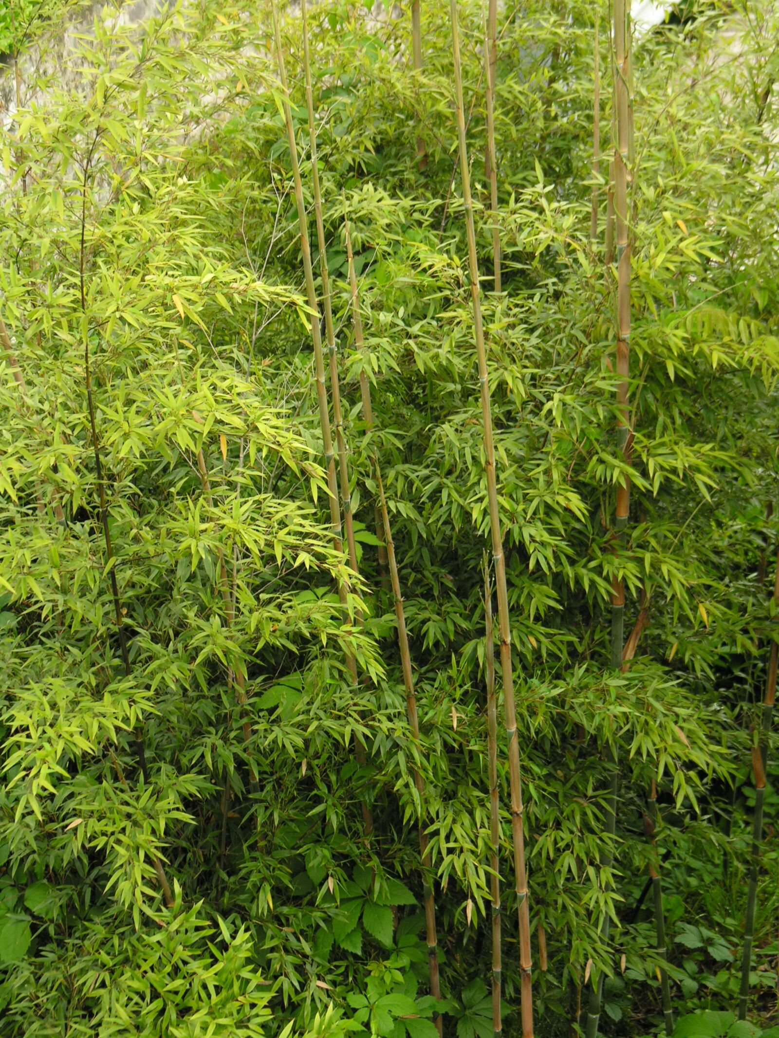 Nikon E8800 sample photo. Evergreen, bamboo, high growing photography