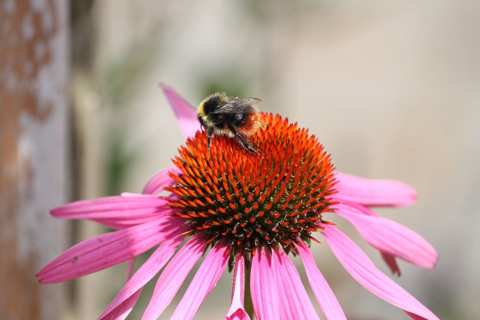 Canon EOS 1100D (EOS Rebel T3 / EOS Kiss X50) sample photo. Echinacea, coneflower, pallida photography
