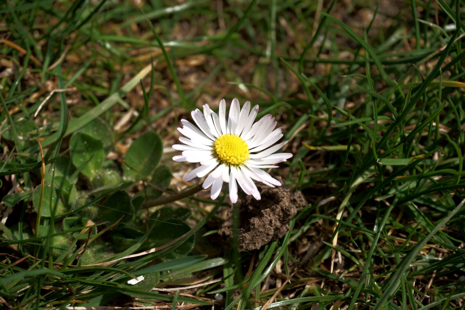 Sony a6300 sample photo. Flower, daisy, meadow photography