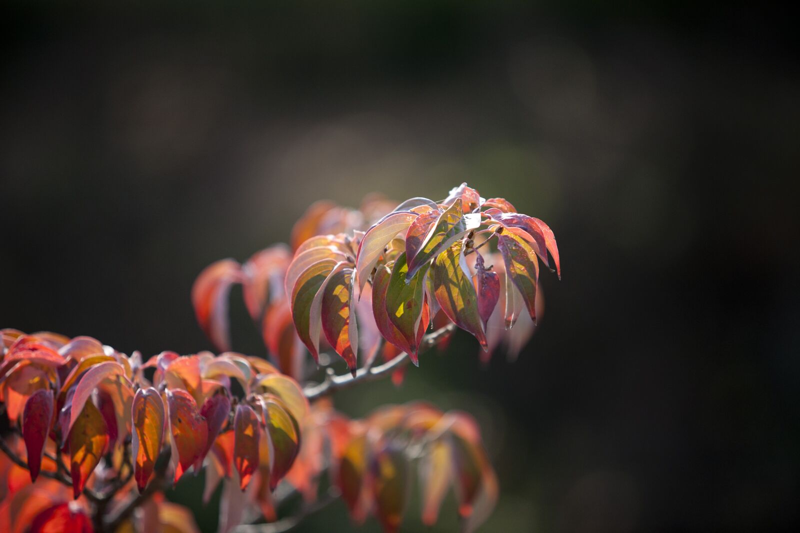 Canon EOS 5D sample photo. Autumn, autumn leaves, maple photography