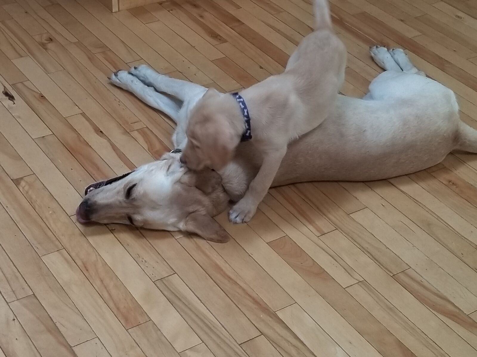 Samsung Galaxy S8+ sample photo. Yellow lab, dogs playing photography