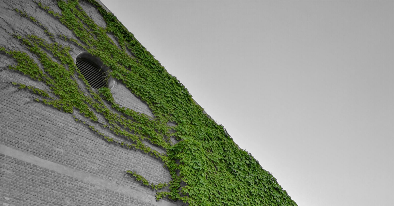 HUAWEI Mate 9 sample photo. Ivy, wall, black and photography