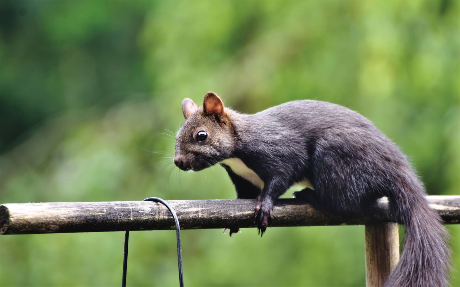Nikon D7200 sample photo. Squirrel, verifiable kitten, rodent photography