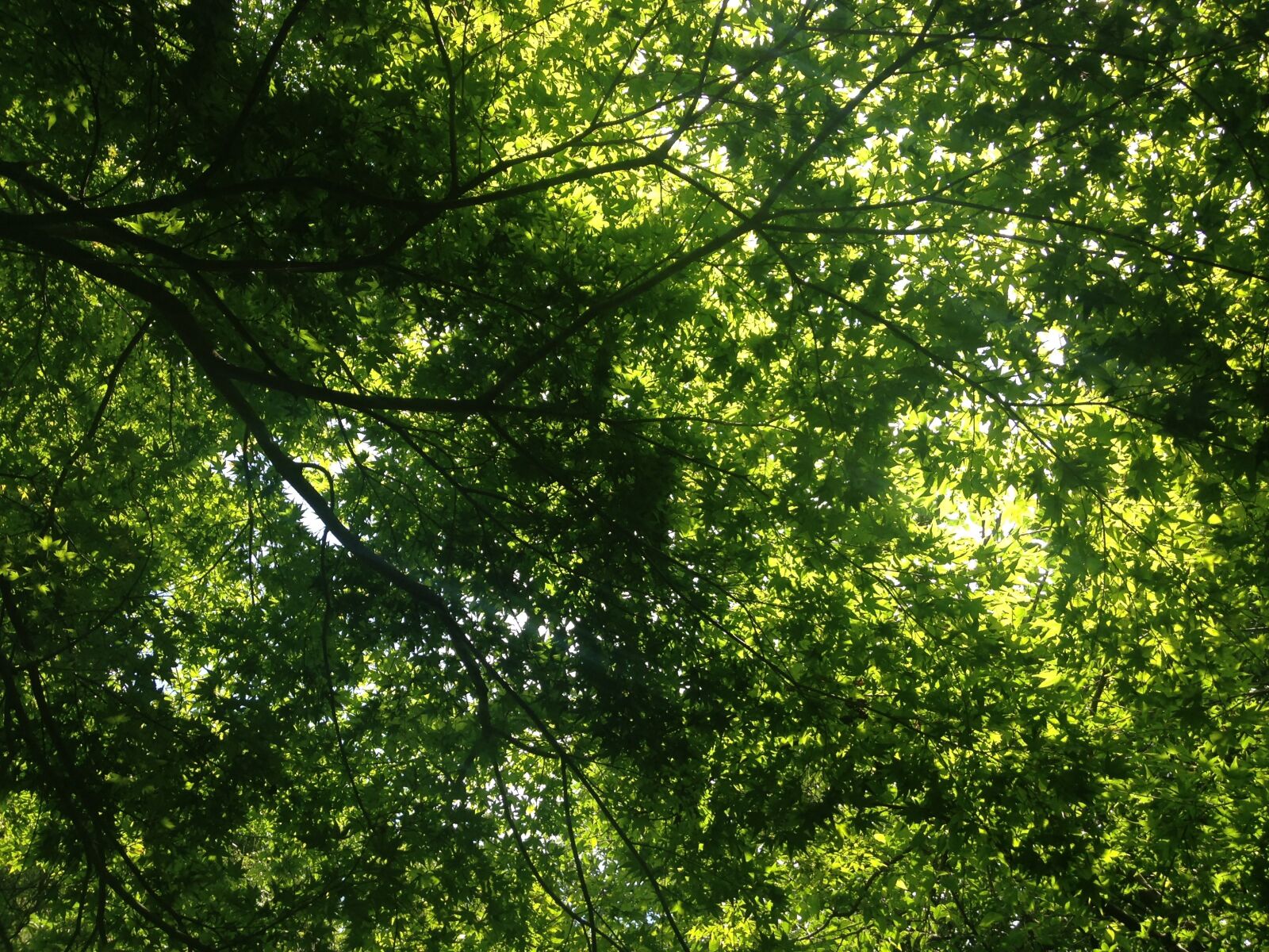 iPhone 5c back camera 4.12mm f/2.4 sample photo. Forest, in the forest photography