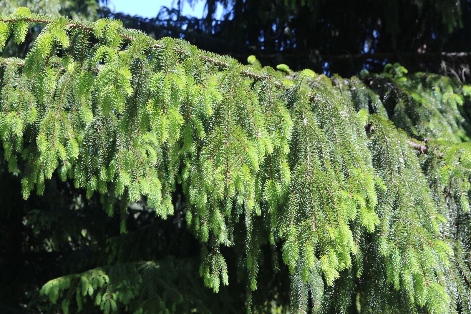 Canon EOS 650D (EOS Rebel T4i / EOS Kiss X6i) sample photo. Spruce, branch, tree photography