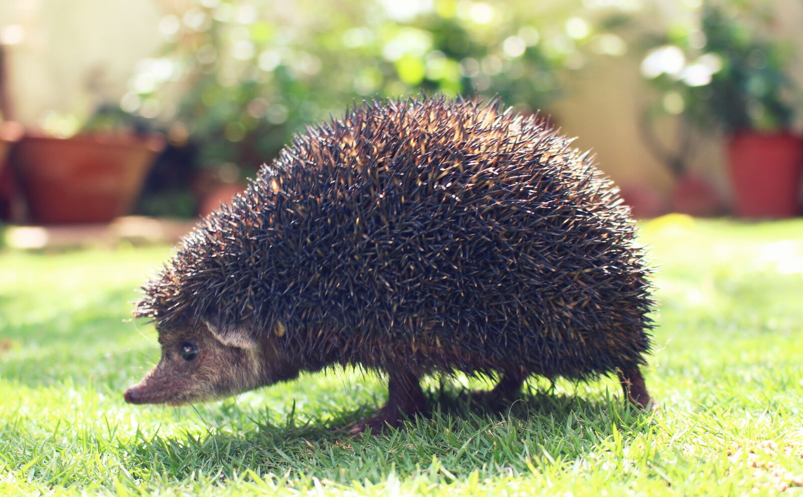 Canon EOS 700D (EOS Rebel T5i / EOS Kiss X7i) sample photo. Hedgehog, spines, garden photography
