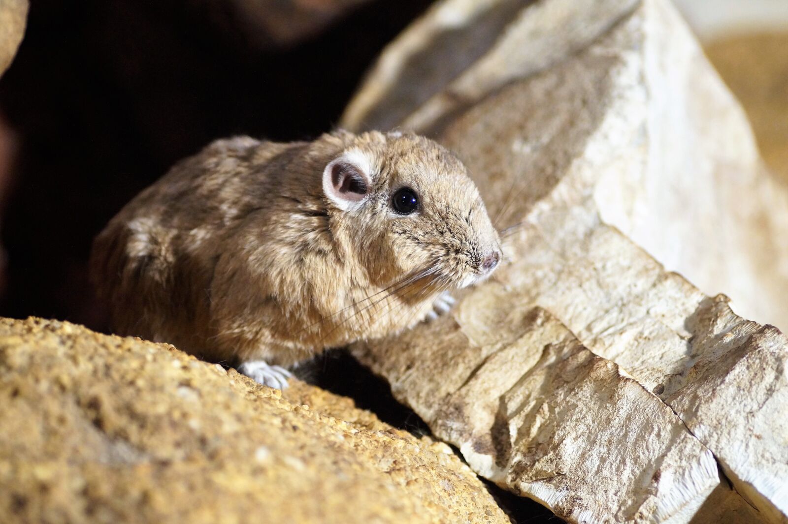 Sony SLT-A58 sample photo. Gundi saharan, rodent, vivarium photography