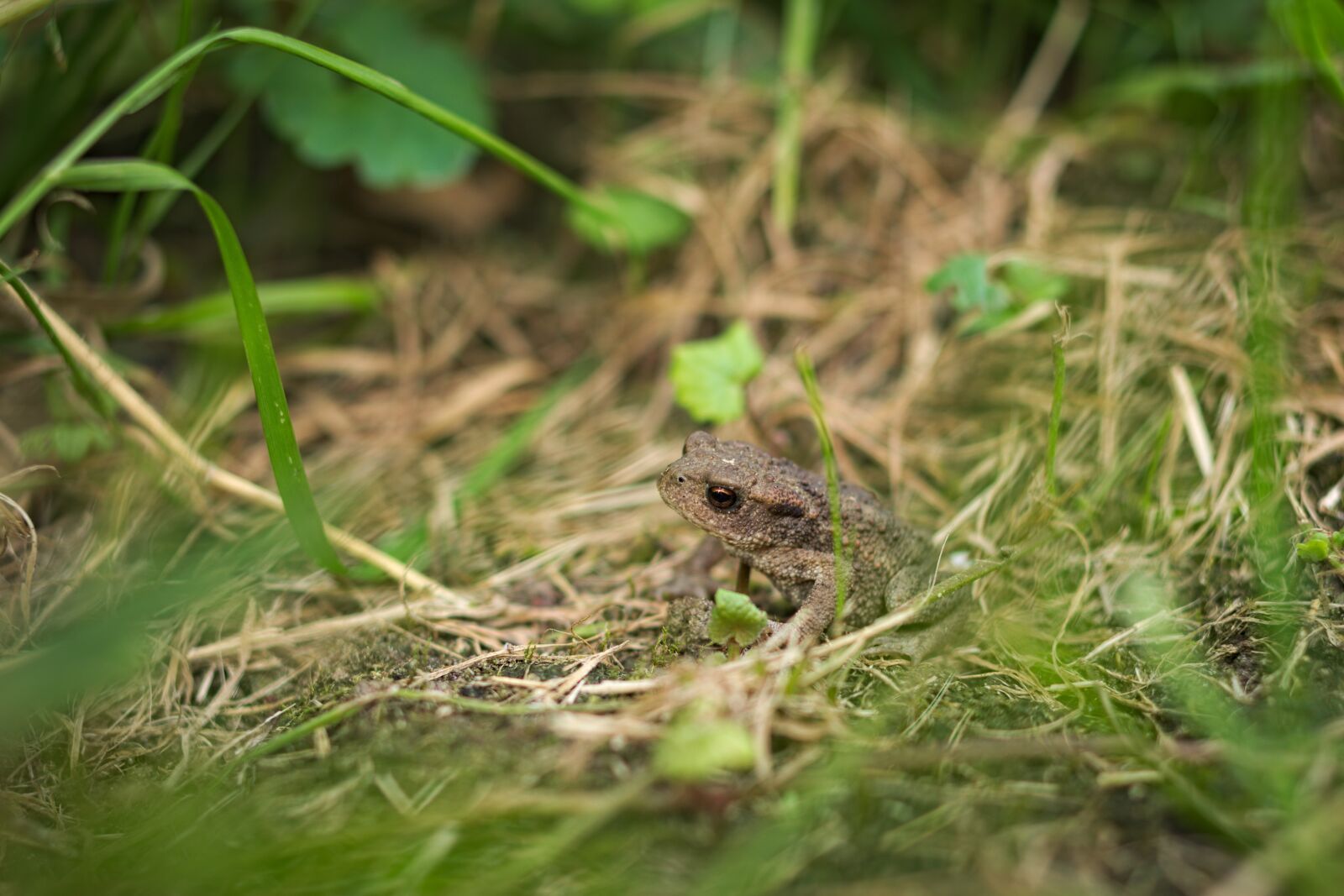 Pentax K-70 sample photo. Nature, animal, animal world photography