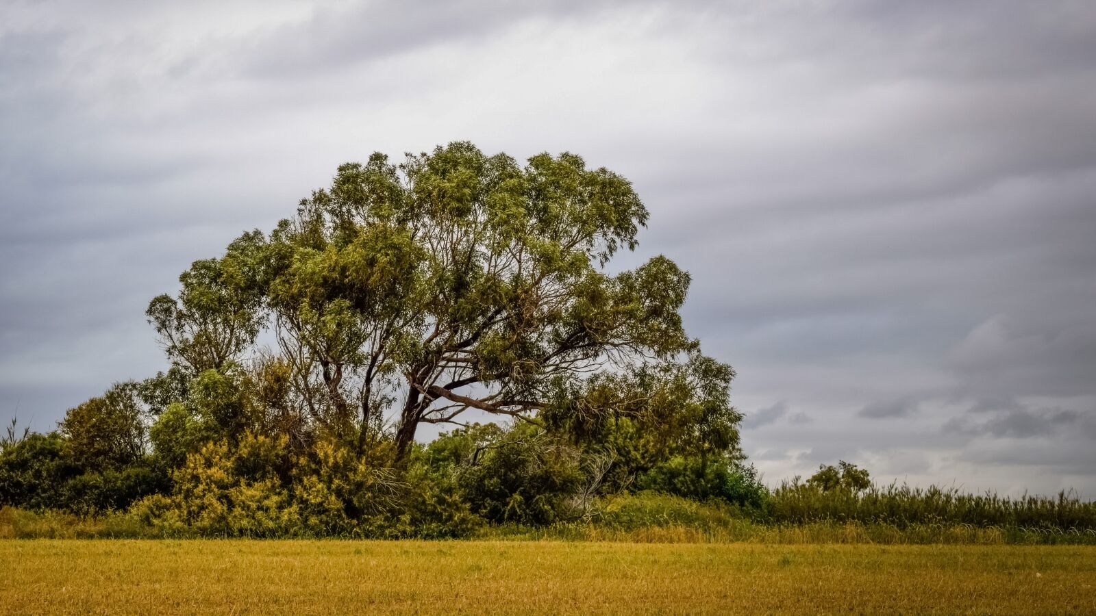 Nikon D3300 sample photo. Tree, meadow, countryside photography