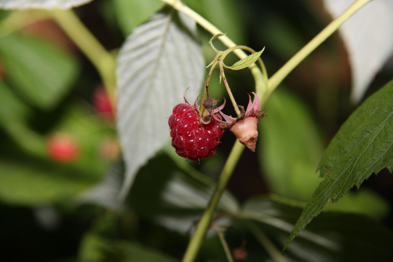 Canon EOS 40D sample photo. Raspberry, plant, fruit photography