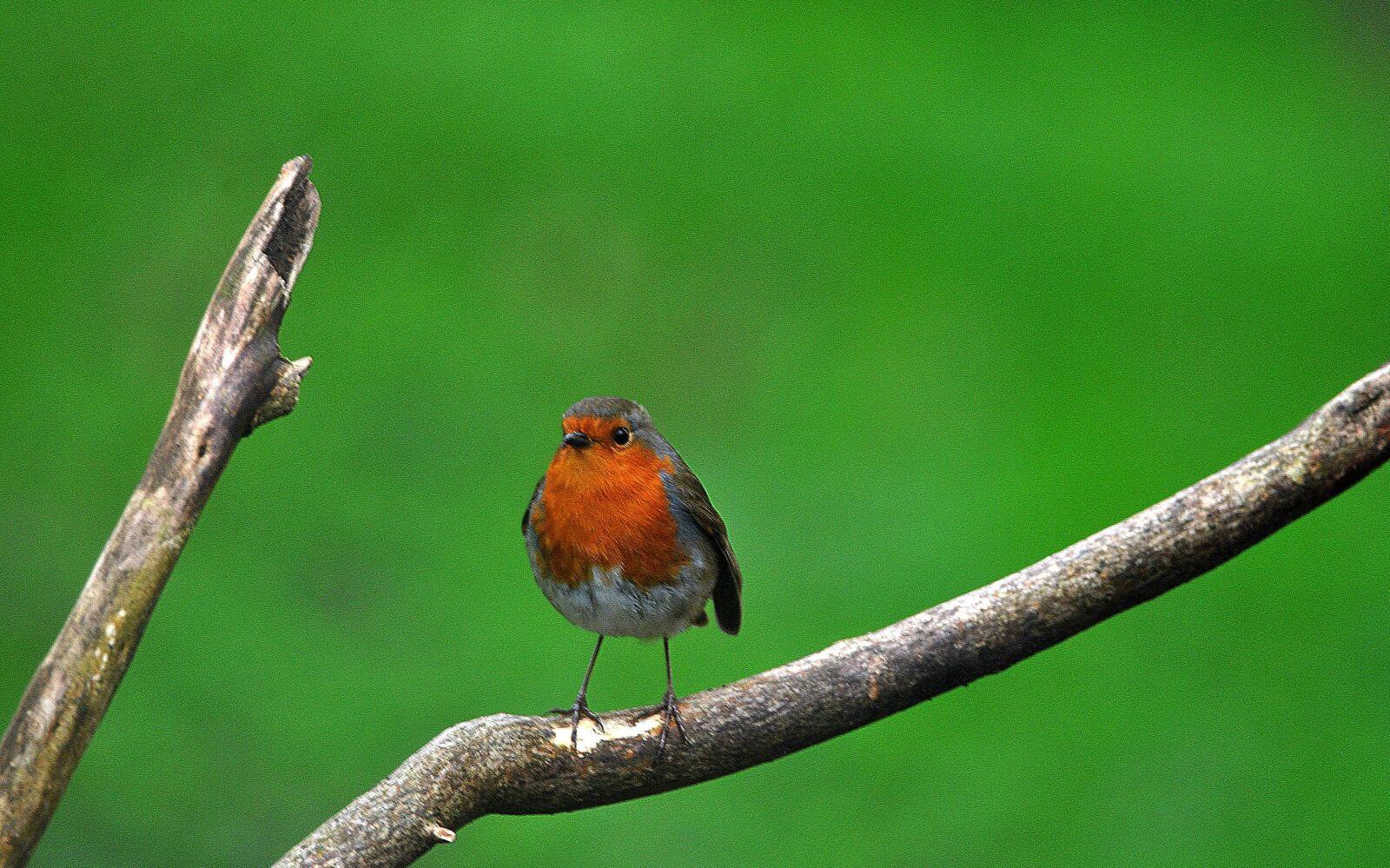 Nikon D3000 sample photo. Branch, tree, robin photography