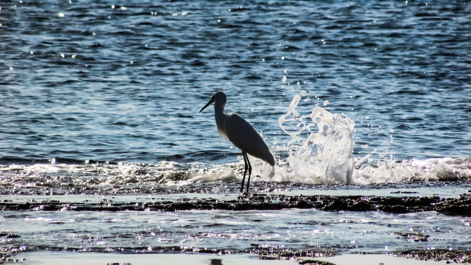 Canon PowerShot SX400 IS sample photo. Heron, bird, animal photography