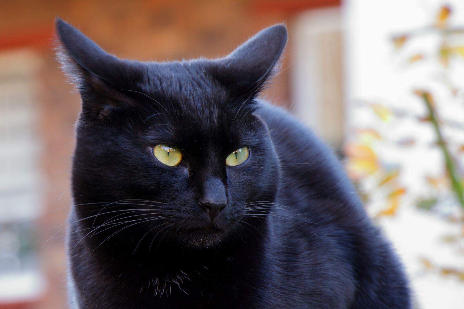 Canon EF-S 18-135mm F3.5-5.6 IS USM sample photo. Cat, black cat, animal photography