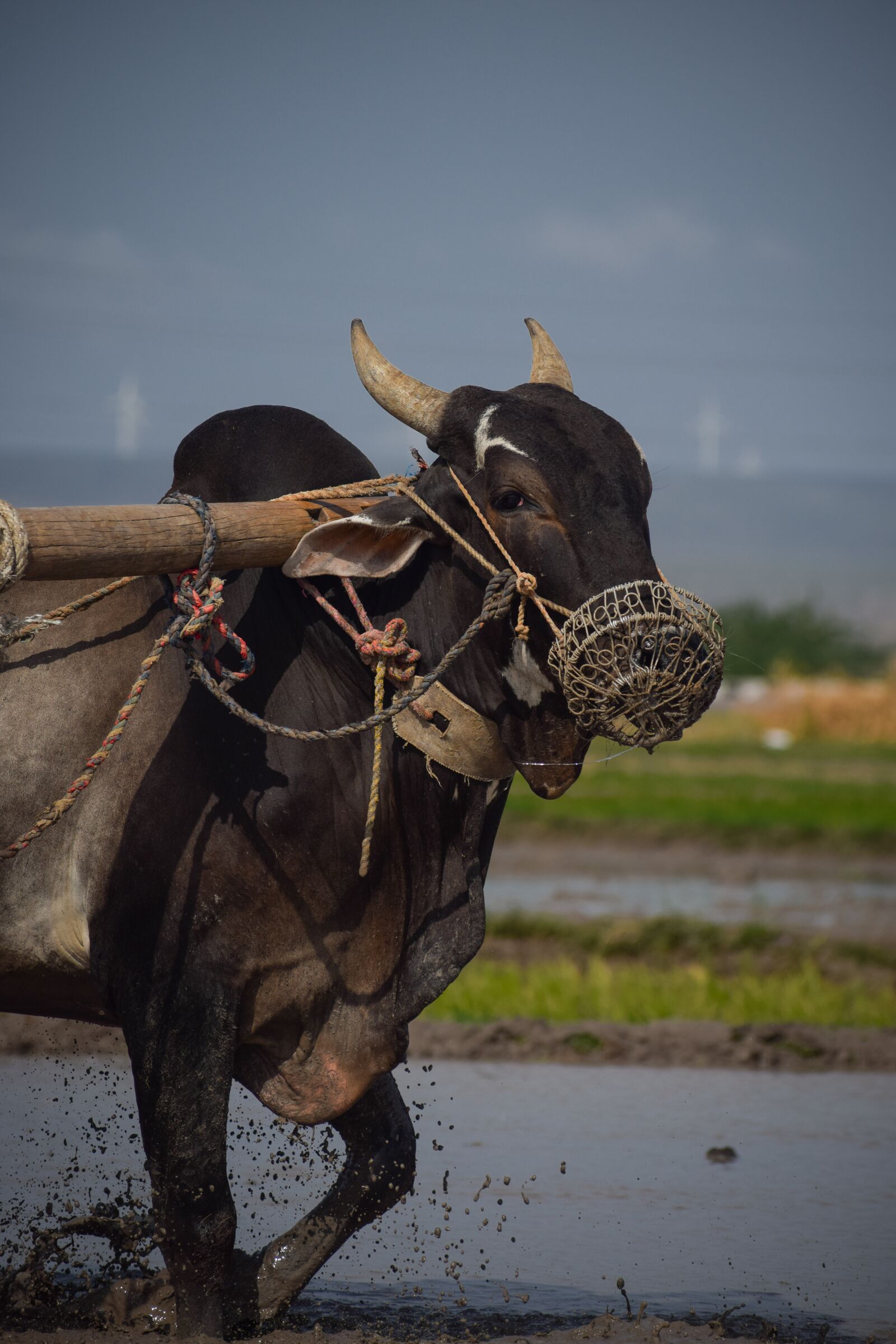 Nikon D5300 sample photo. Bull, farmer, agriculture photography