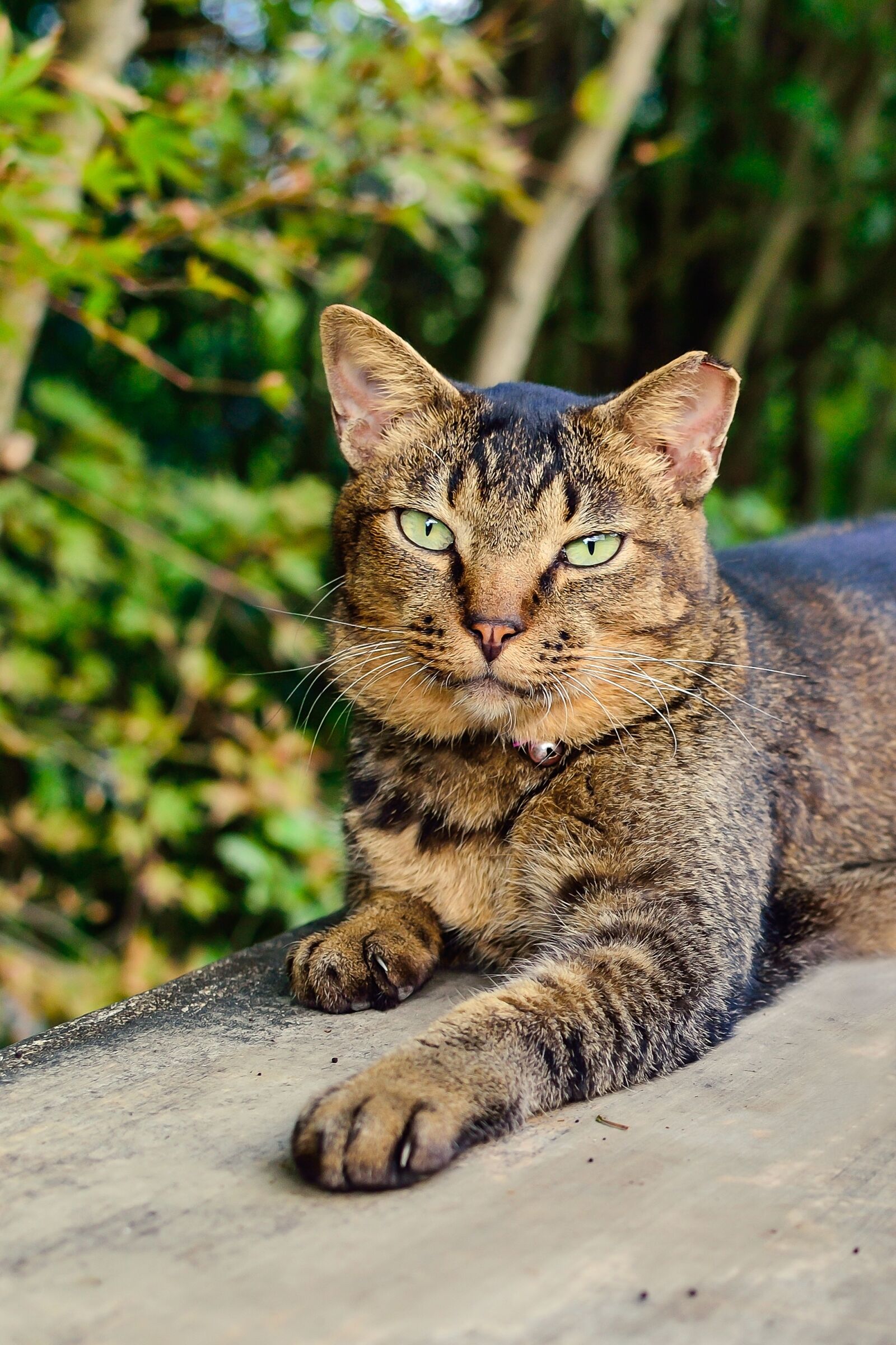 Nikon D3100 sample photo. Natural, cat, creatures photography