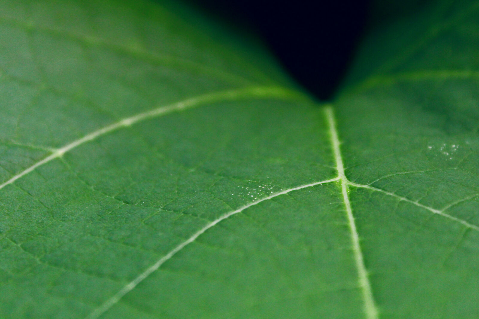 Canon EOS 1300D (EOS Rebel T6 / EOS Kiss X80) sample photo. Background, big, close, up photography