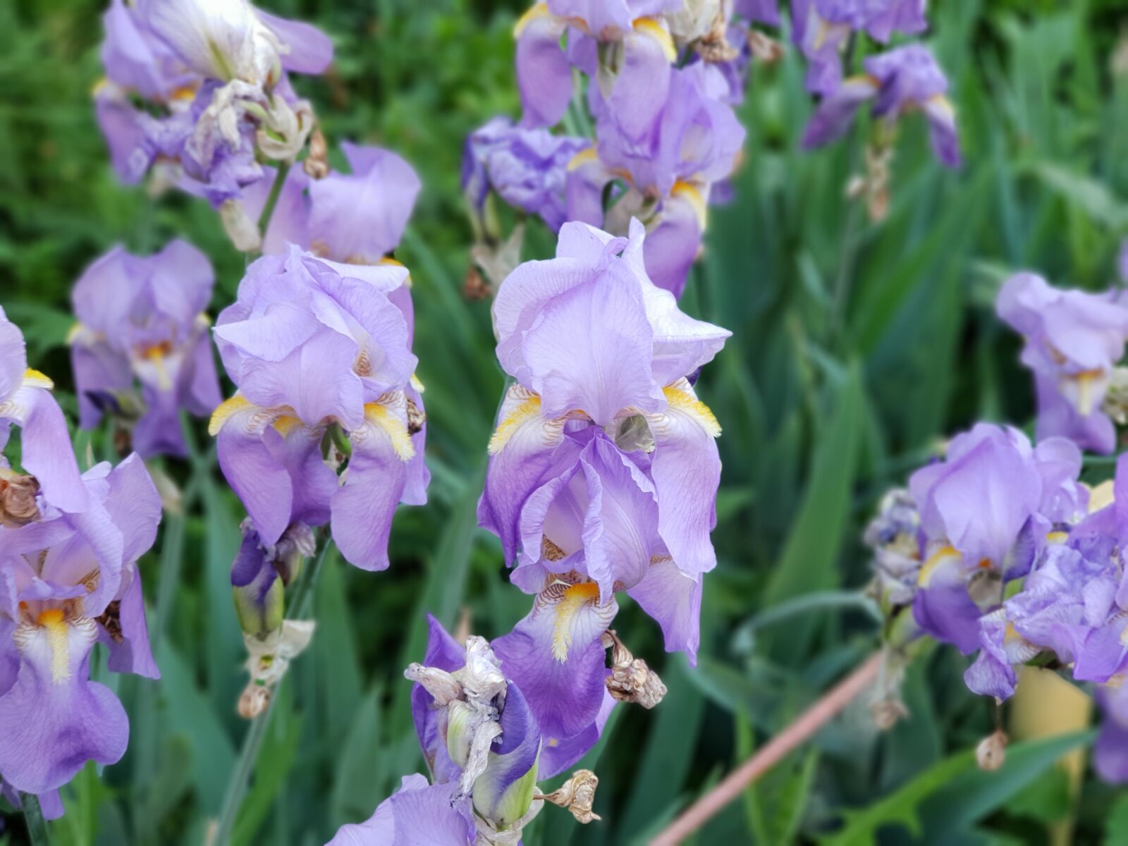 Samsung Galaxy S9+ sample photo. Flowers purple iris background photography