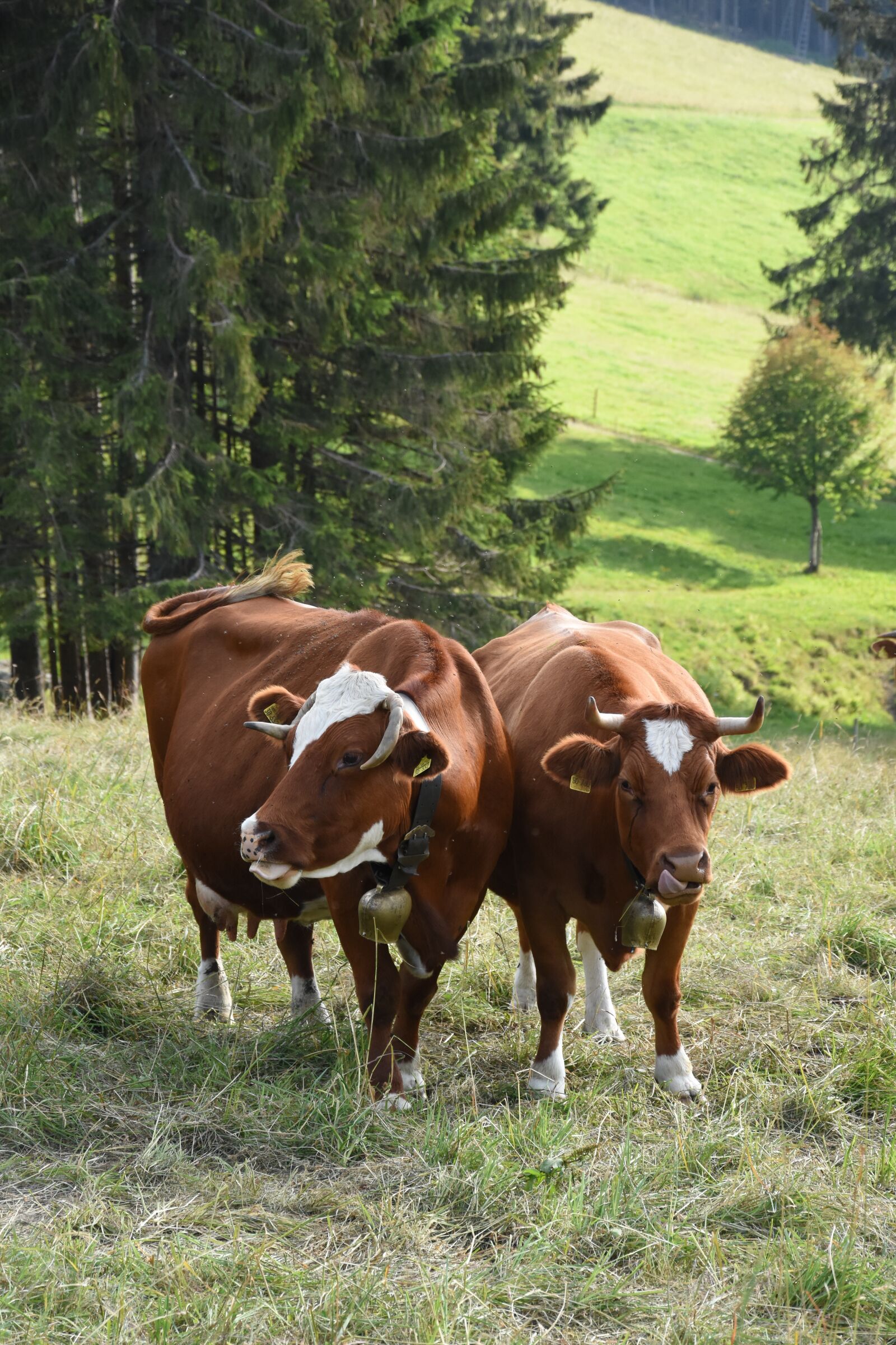 Nikon D7200 sample photo. Cows, black forest, pasture photography
