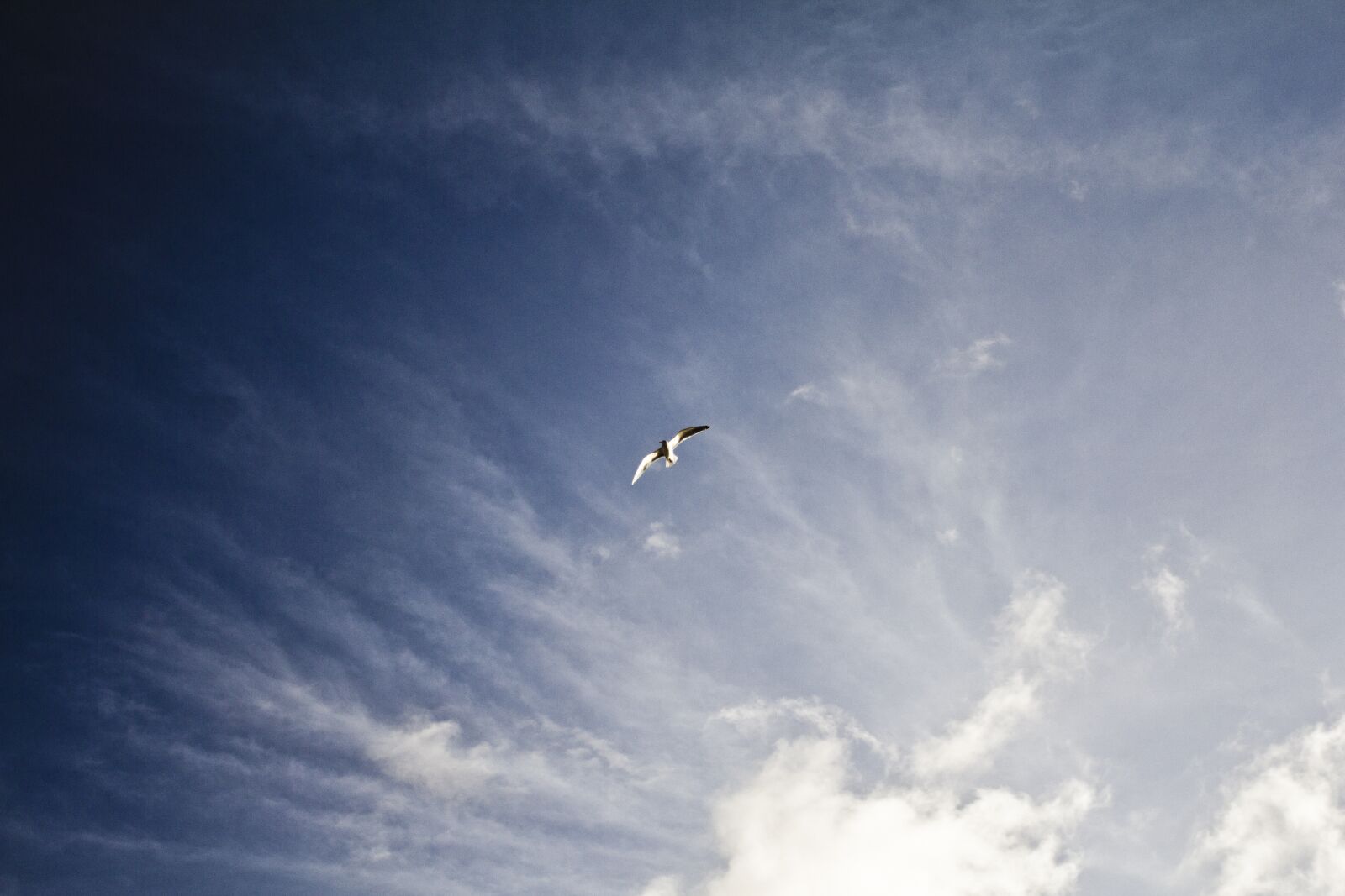 Canon EOS 60D + Canon EF 17-40mm F4L USM sample photo. Seagull, sky, baltic sea photography
