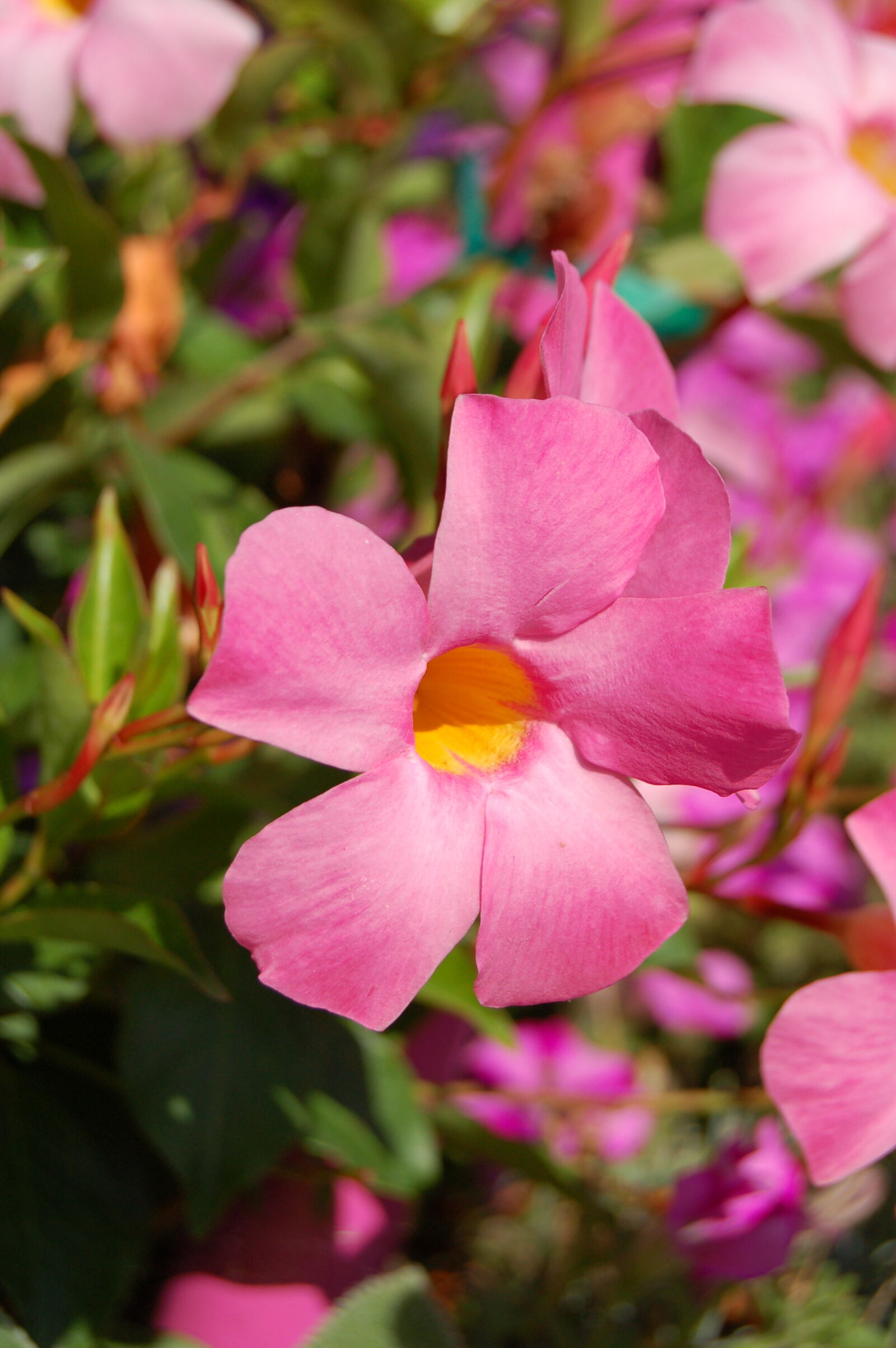Nikon D50 + AF-S DX Zoom-Nikkor 18-55mm f/3.5-5.6G ED sample photo. Flower, flowers, pink, pink photography
