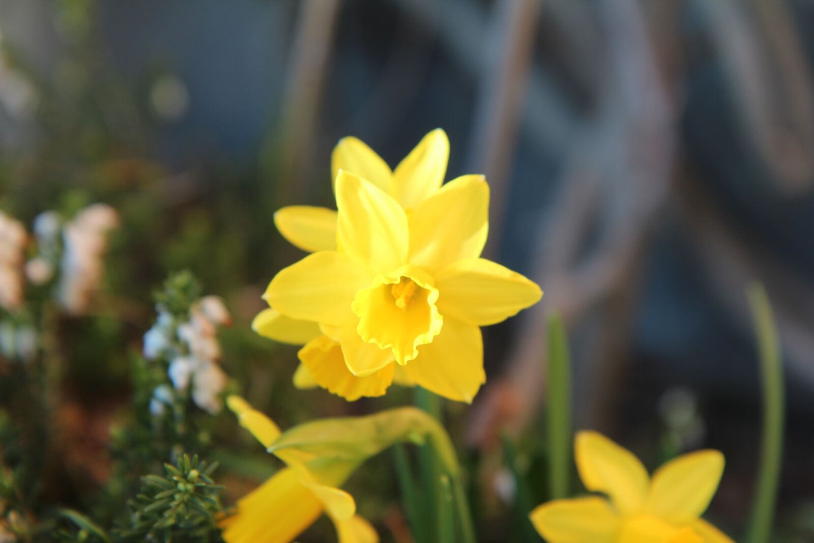 Canon EOS 600D (Rebel EOS T3i / EOS Kiss X5) sample photo. Daffodil, narcissus, yellow flowers photography