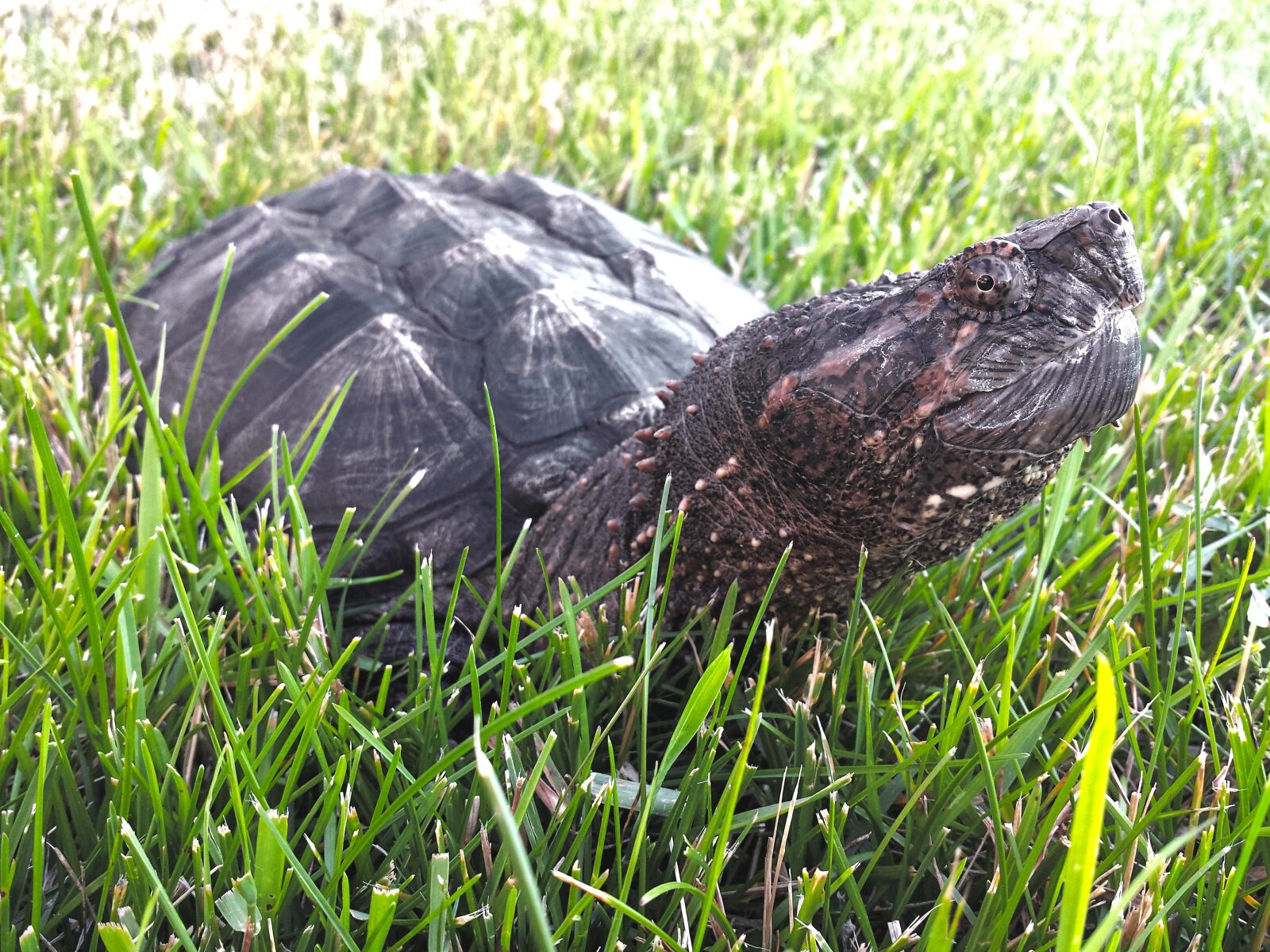Samsung Galaxy S4 sample photo. Snapping, turtle, snapper photography