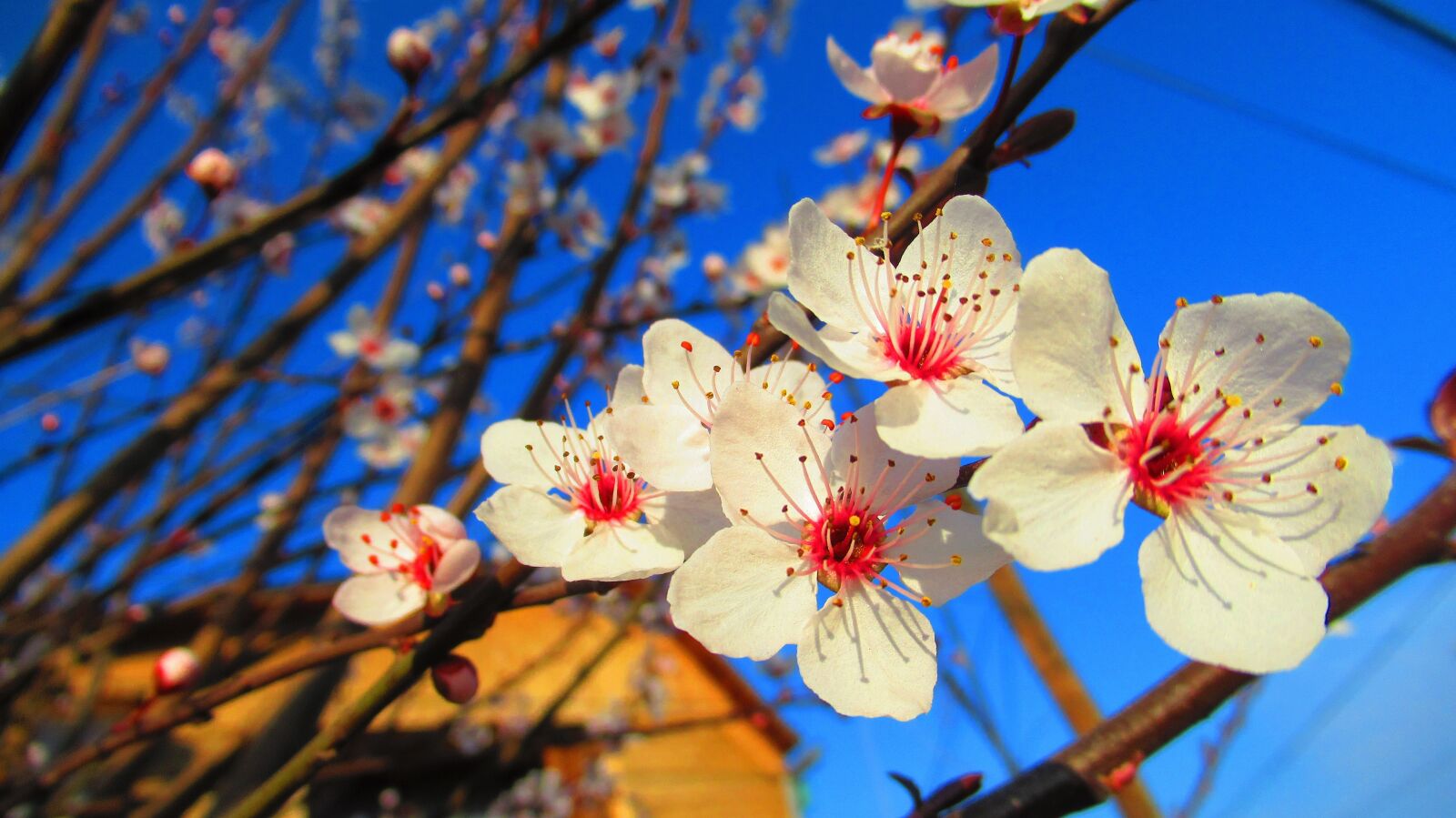 Canon PowerShot SX620 HS sample photo. Flower, spring, nature photography