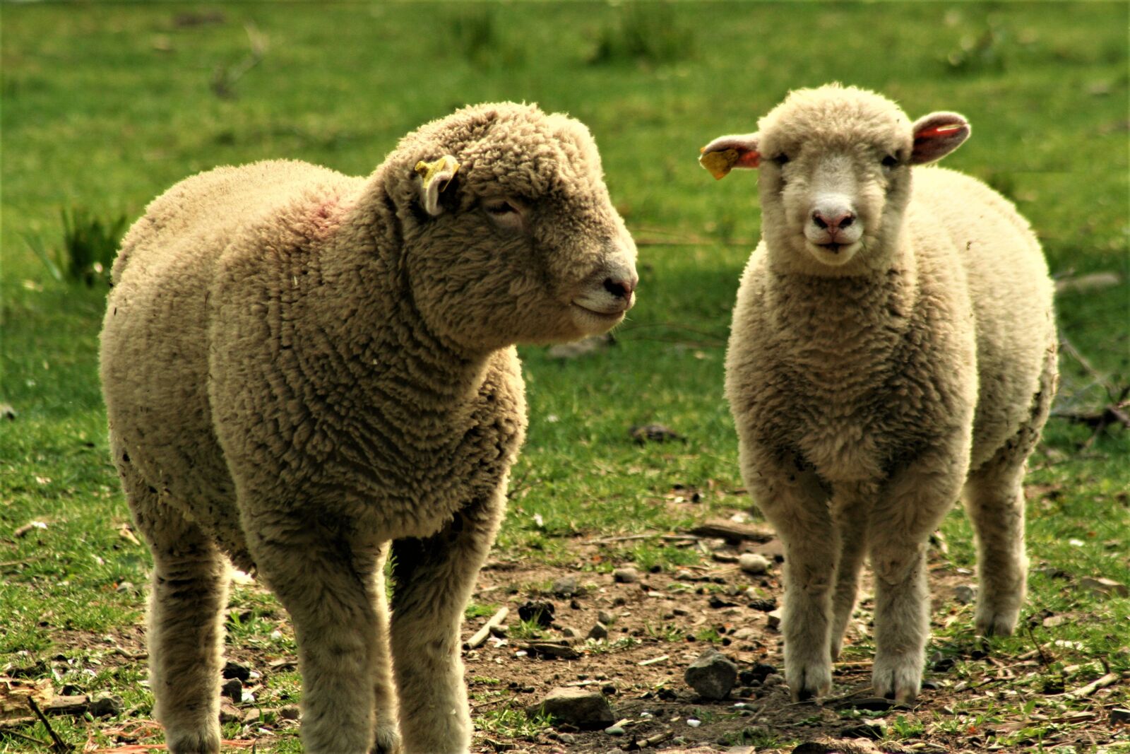 Canon EOS 350D (EOS Digital Rebel XT / EOS Kiss Digital N) sample photo. Sheep, ewe, lamb photography