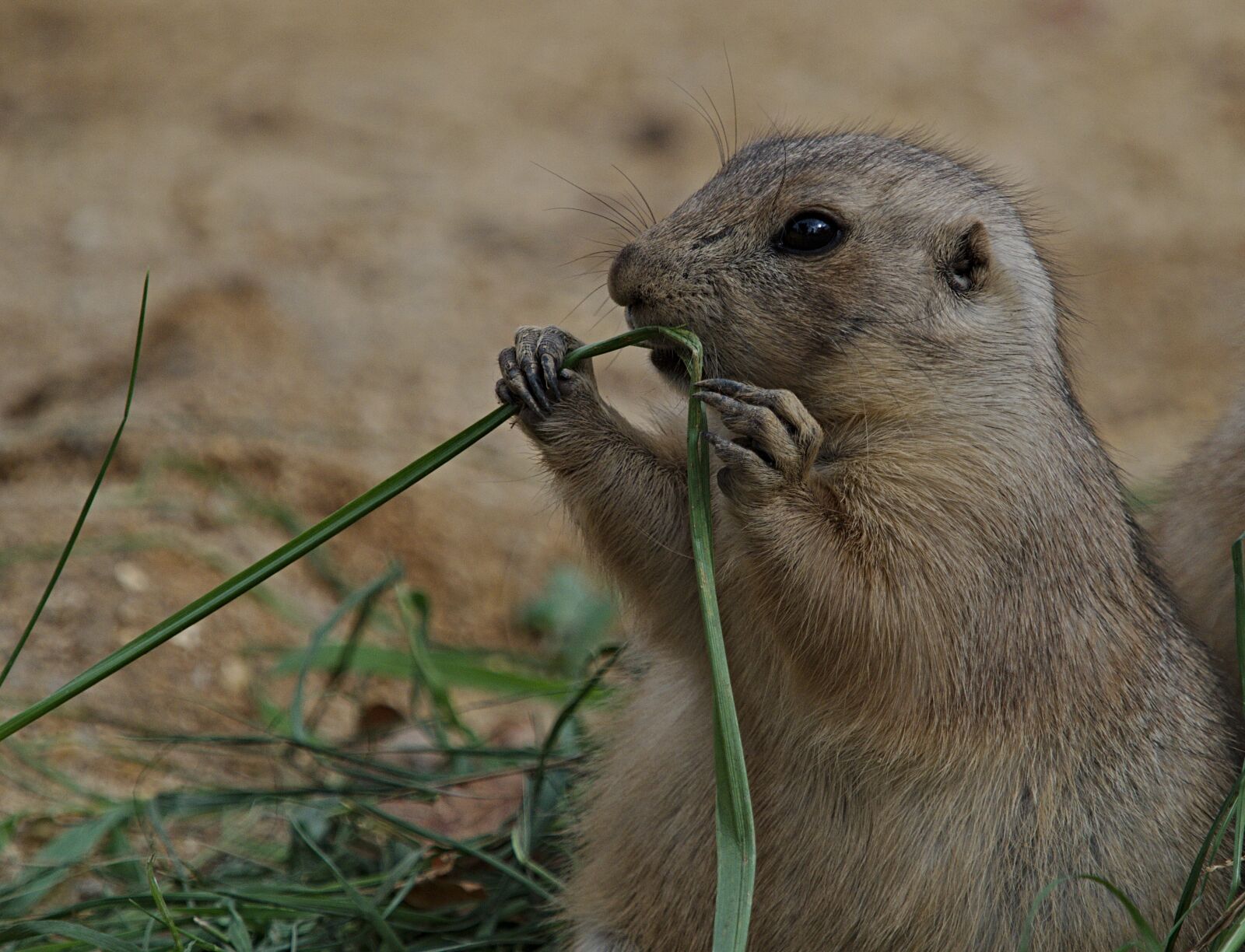 Olympus OM-D E-M1 Mark II sample photo. Prairie dogs, rodent, animal photography
