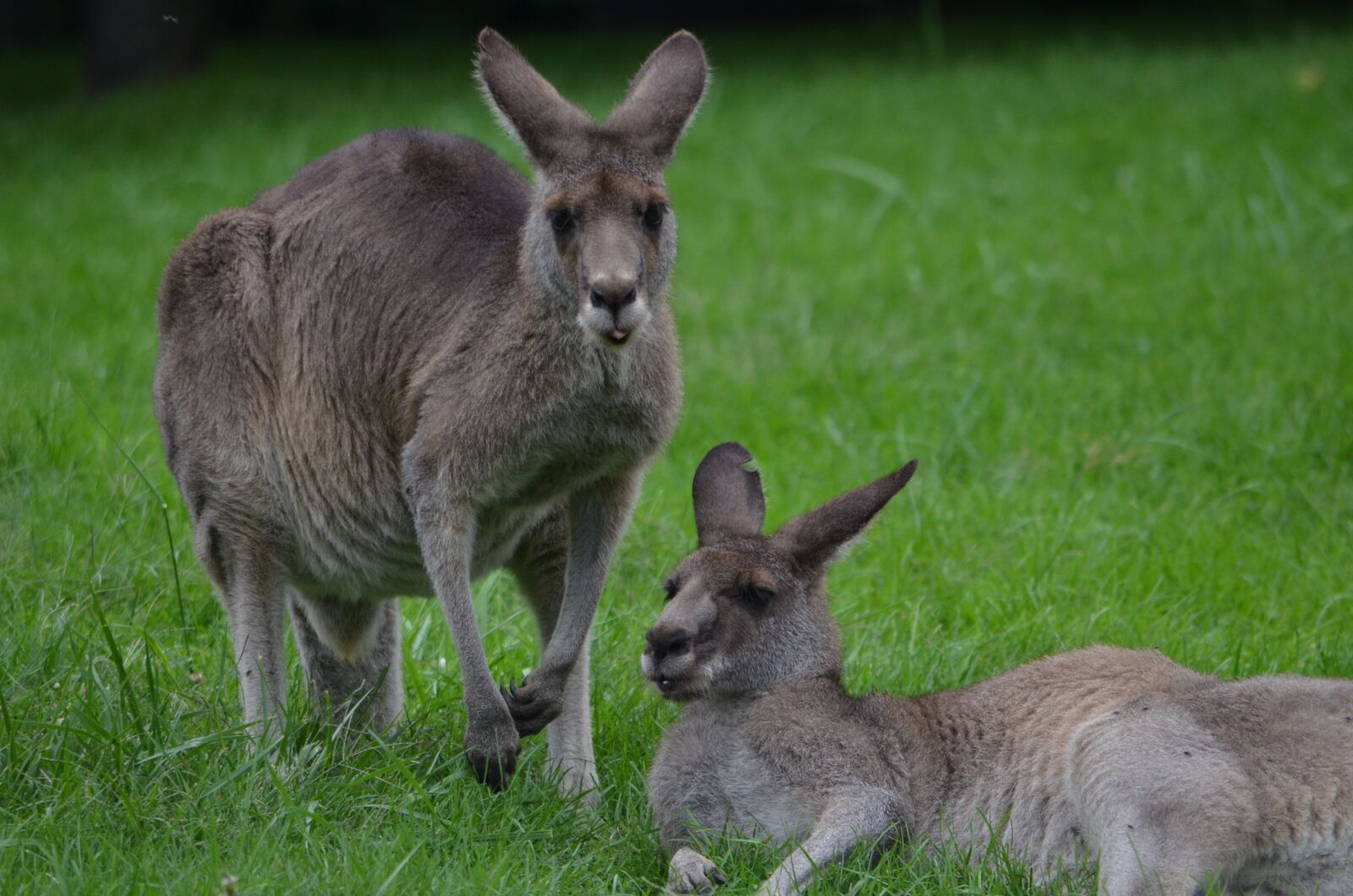 Nikon D7000 sample photo. Kangaroo, care, cleaning photography