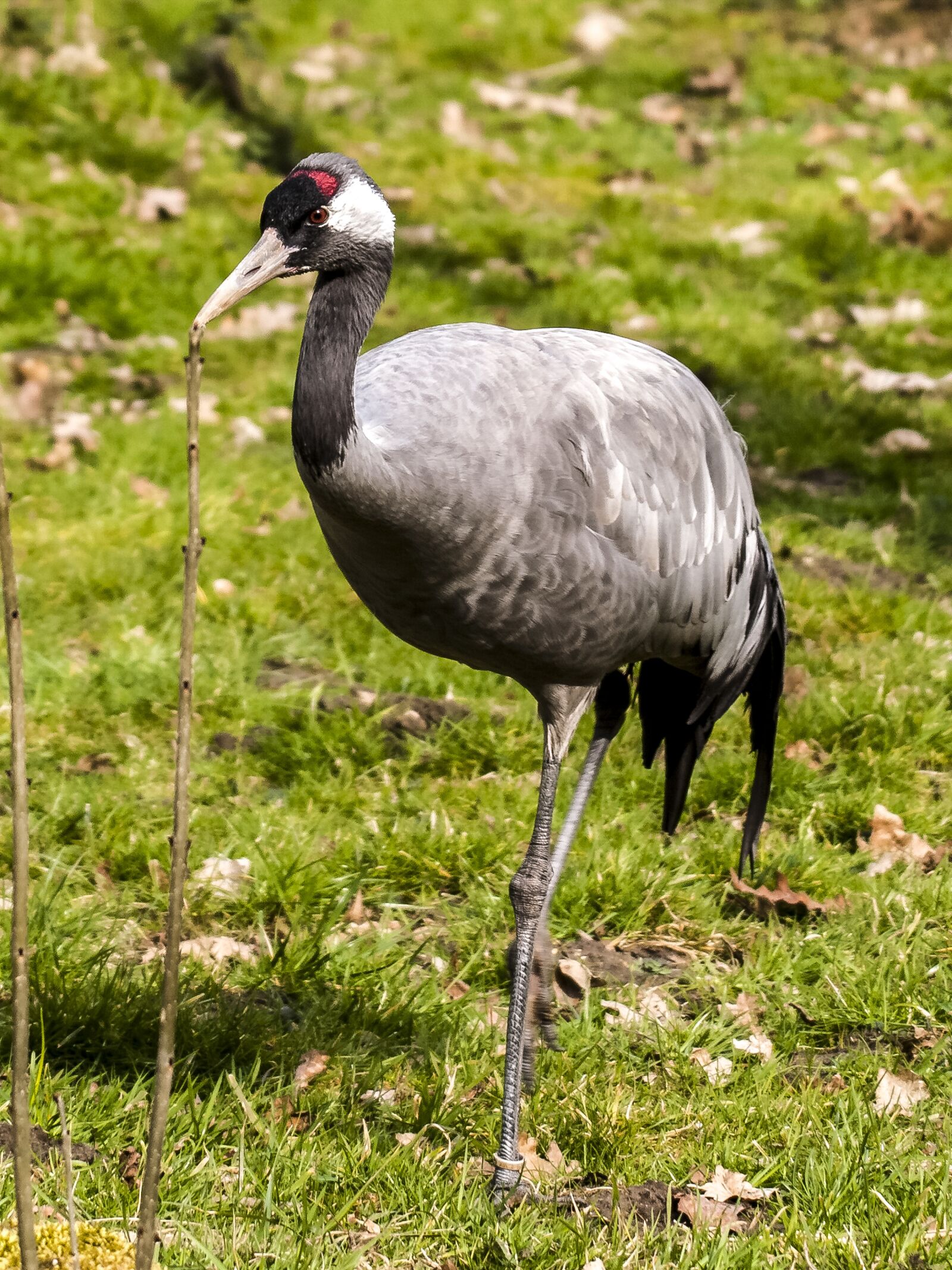 Olympus E-3 sample photo. Crane, bird, nature photography