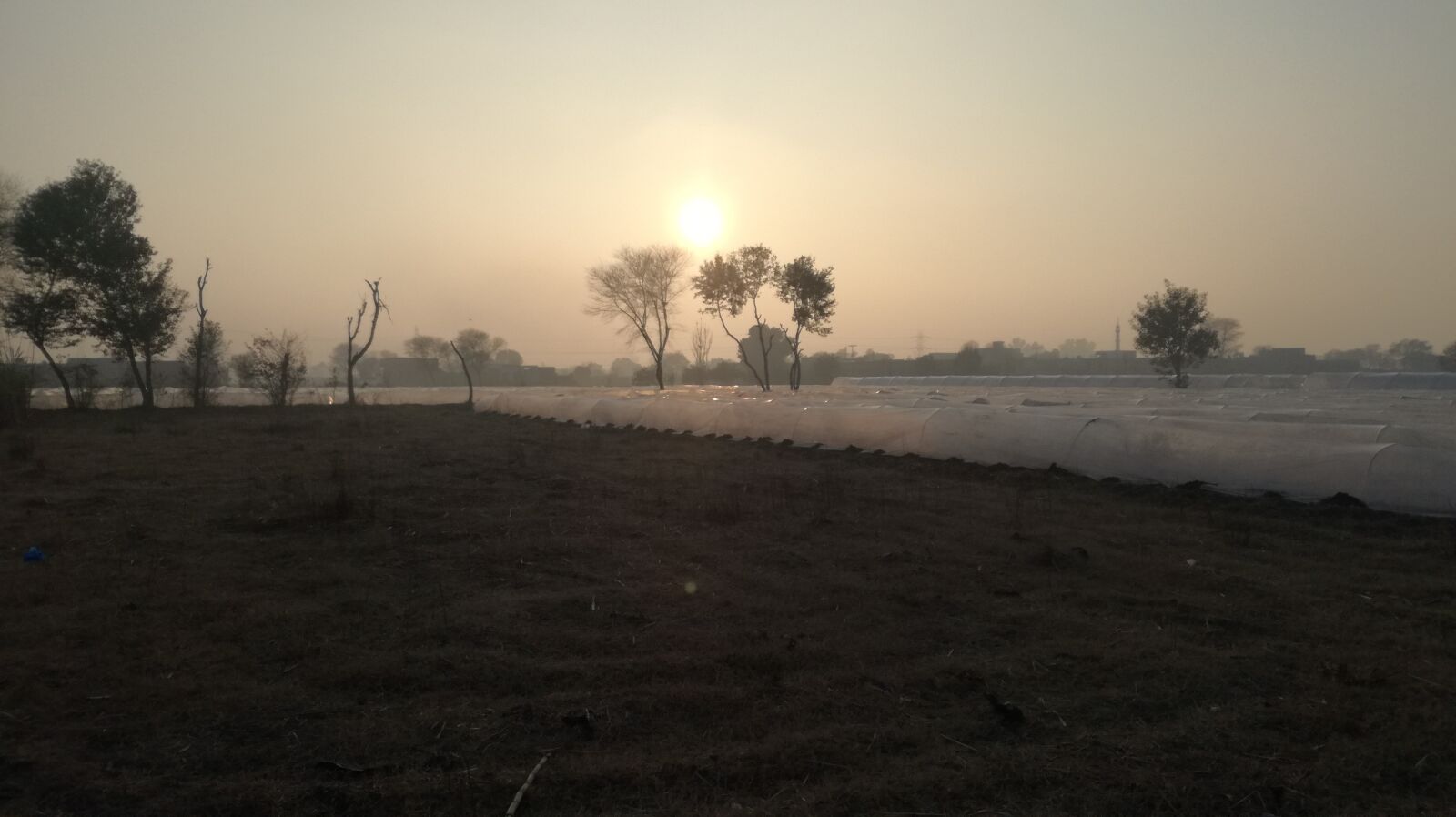 HUAWEI P9 LITE sample photo. Evening, field, green house photography