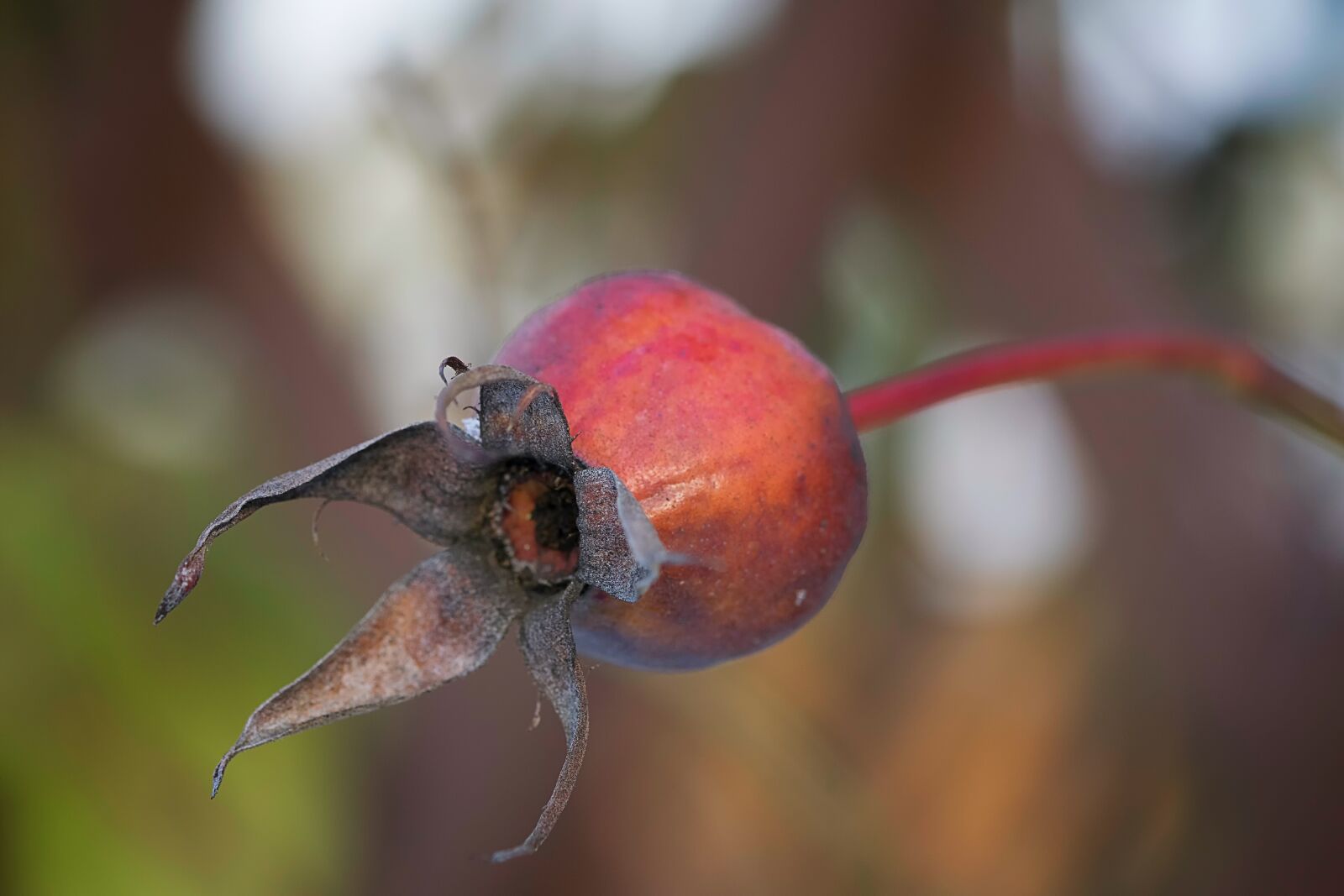 Nikon D5300 sample photo. Nature, leaf, garden photography
