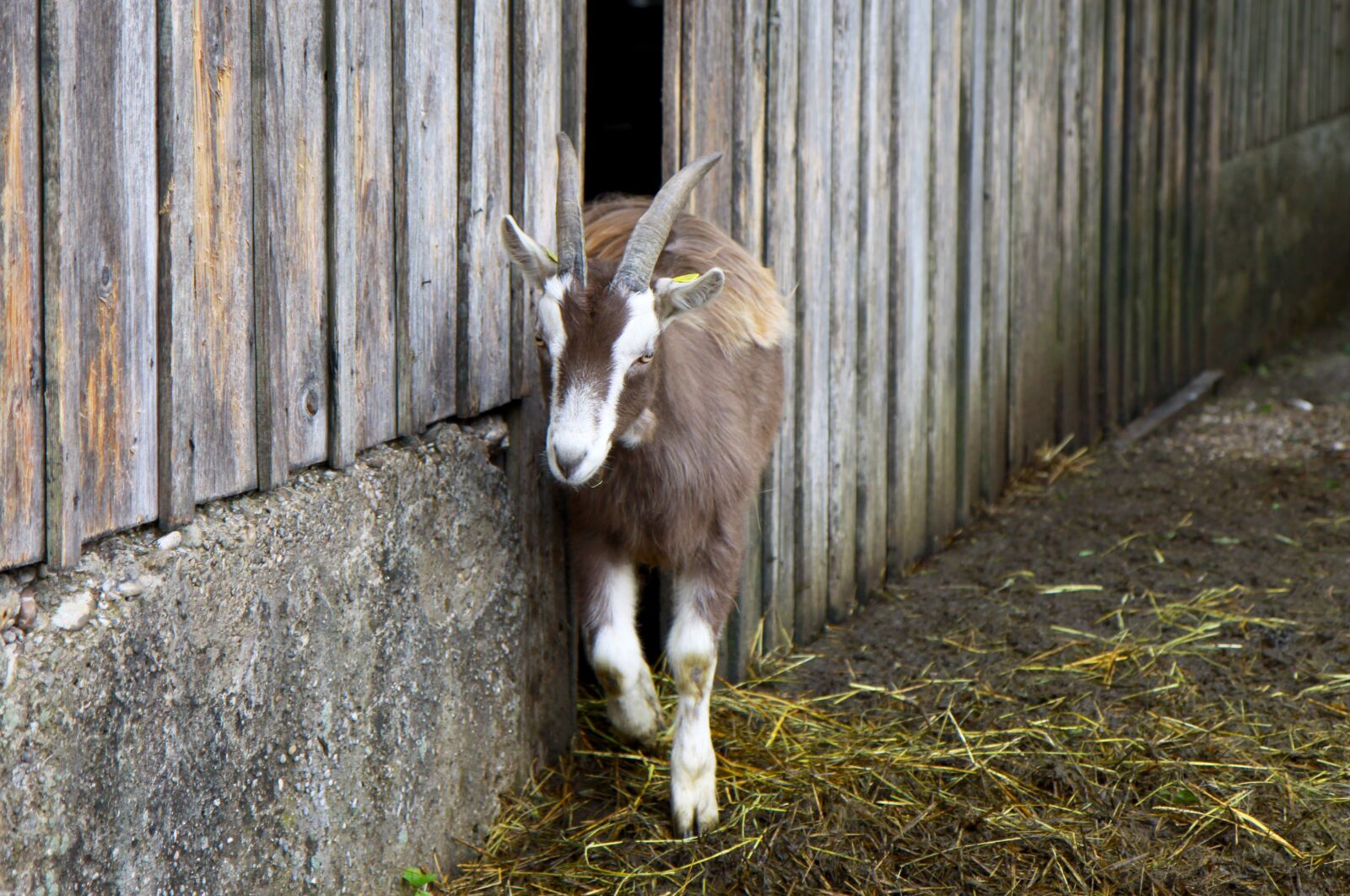Canon EOS 50D sample photo. Goat, animal farm, farm photography
