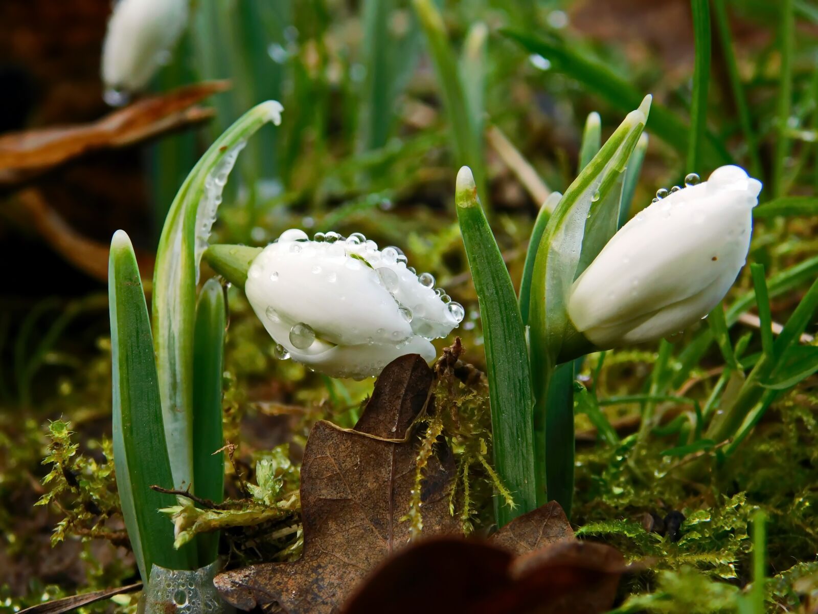 Nikon Coolpix B500 sample photo. Snowdrops, spring, flower photography