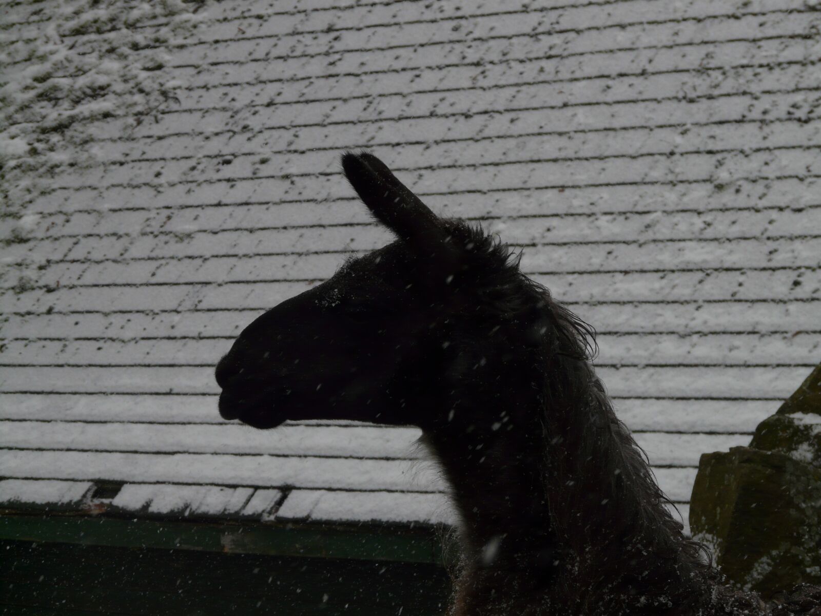 Panasonic DMC-FZ18 sample photo. Lama, winter, snow photography