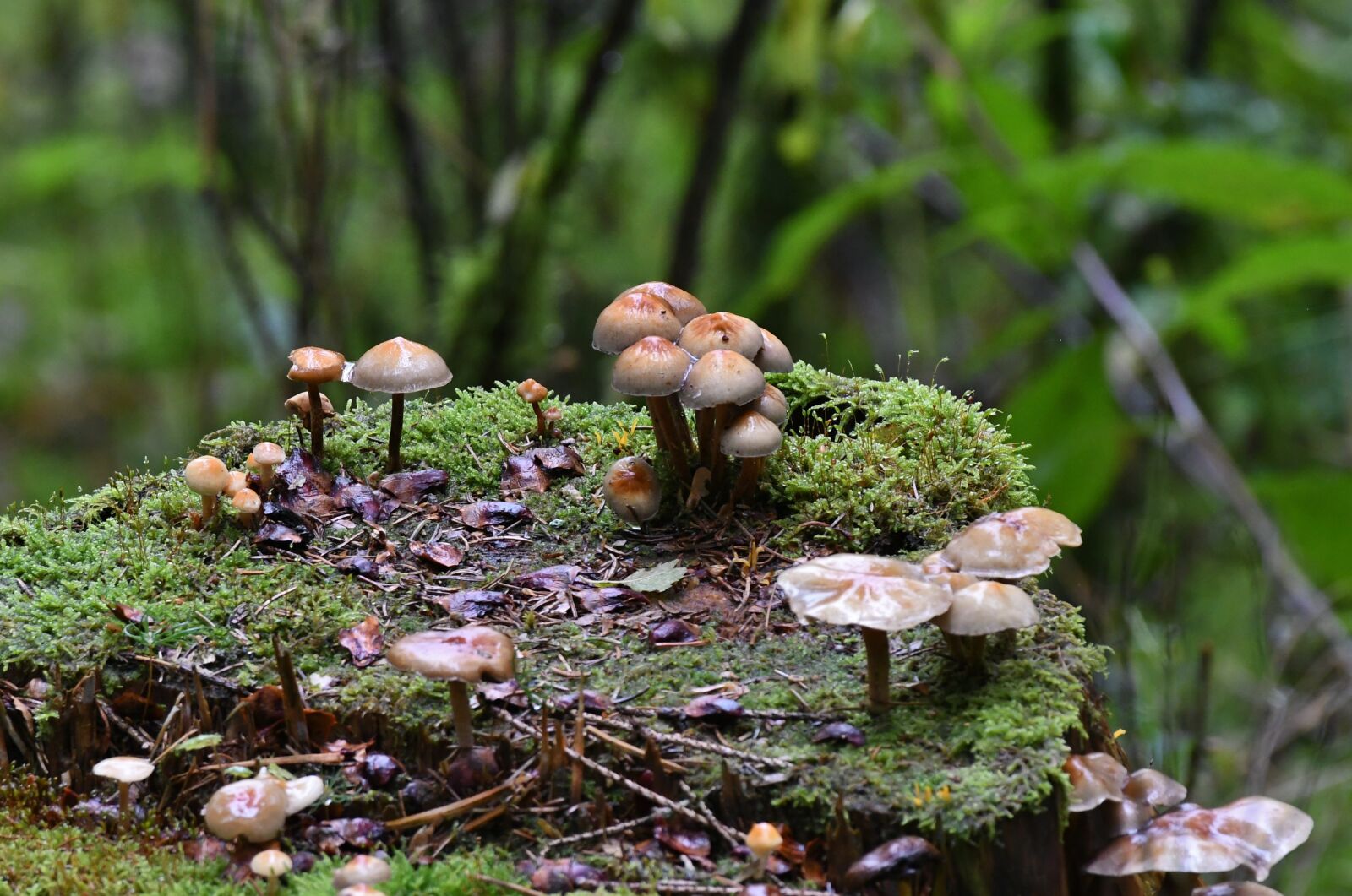Nikon D500 sample photo. Tree stump, mushrooms, autumn photography