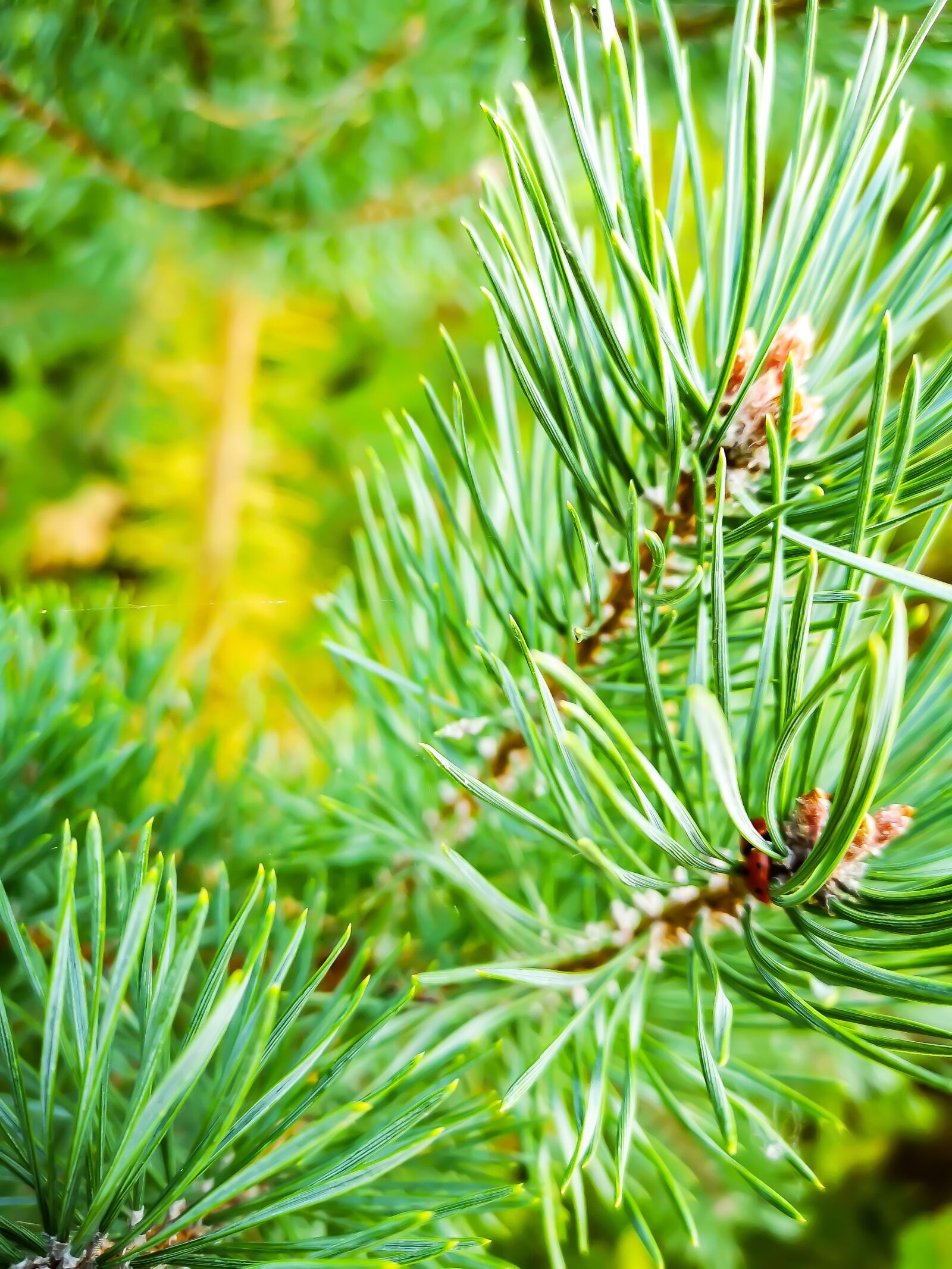 HUAWEI CLT-L29 sample photo. Tree, fir tree, autumn photography