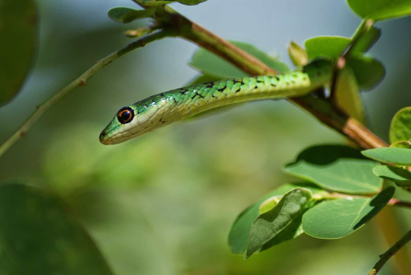 Sony Alpha DSLR-A300 sample photo. Composition, green, green, snake photography
