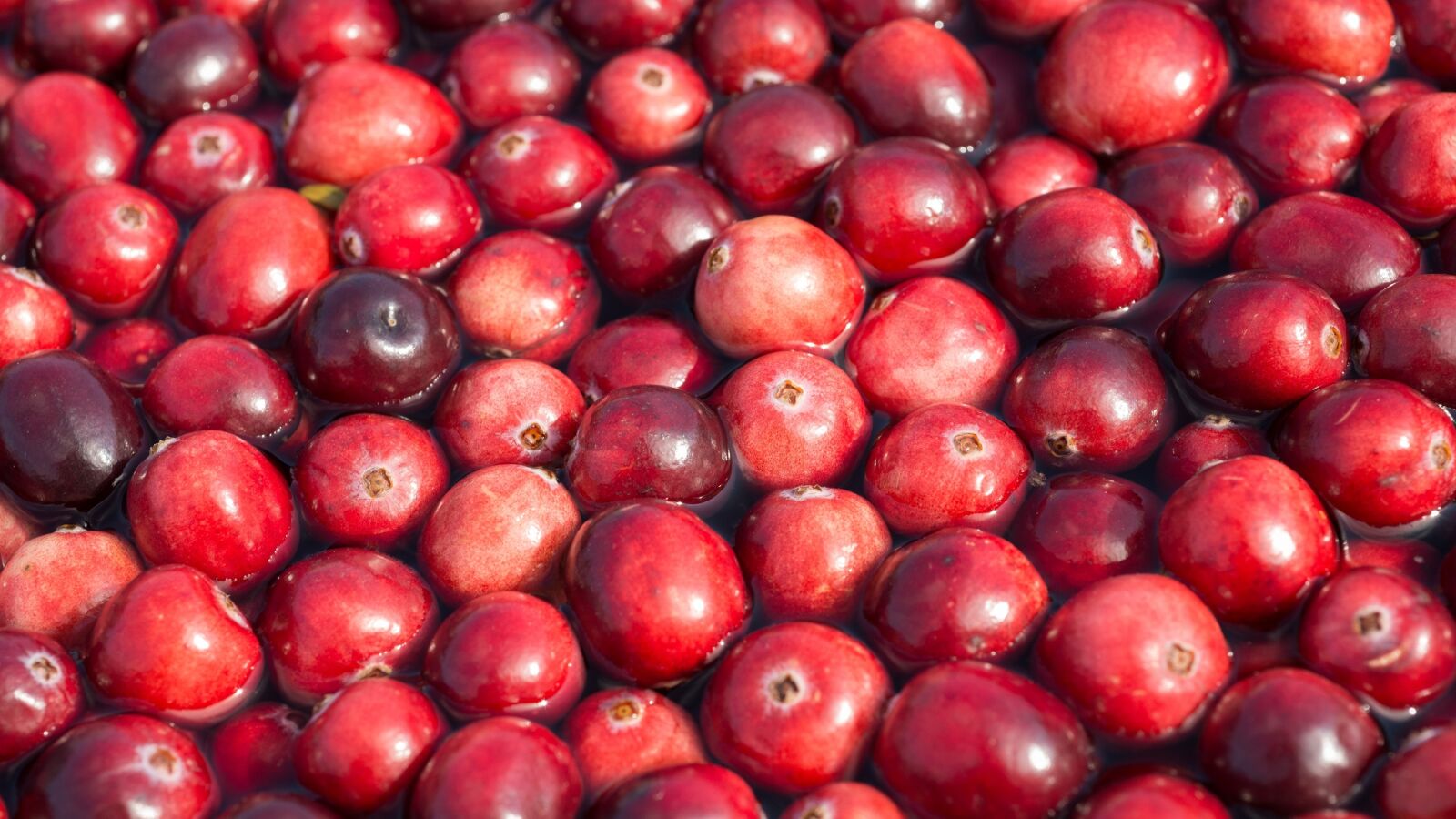 Nikon D800 sample photo. Cranberries, harvest, berries photography