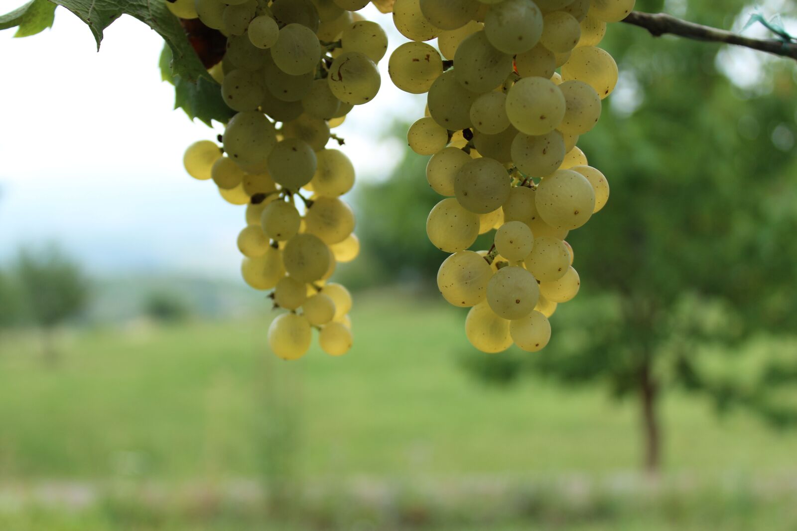 Canon EOS 1300D (EOS Rebel T6 / EOS Kiss X80) sample photo. Wine, grapes, grape photography
